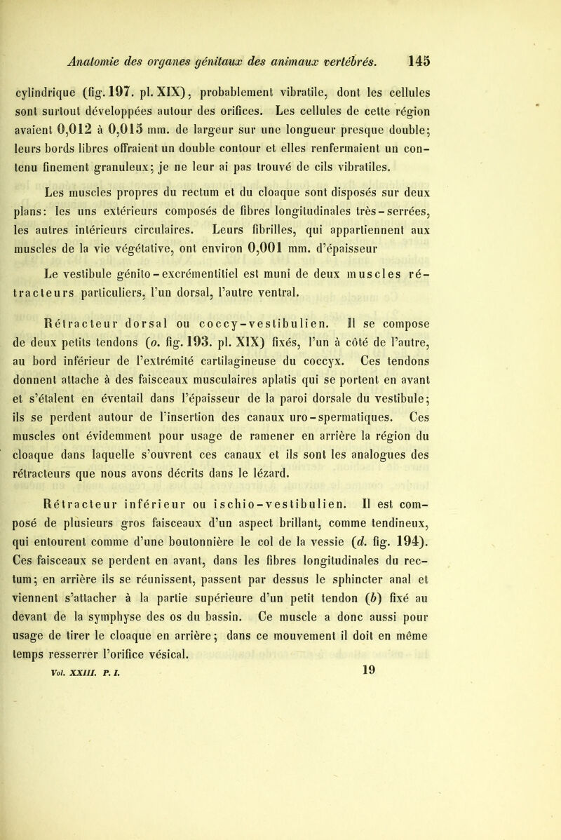 cylindrique (fig. 197. pl. XIX), probablement vibratile, dont les cellules sont surtout développées autour des orifices. Les cellules de cette région avaient 0,012 à 0,015 mm. de largeur sur une longueur presque double; leurs bords libres offraient un double contour et elles renfermaient un con- tenu finement granuleux; je ne leur ai pas trouvé de cils vibratiles. Les muscles propres du rectum et du cloaque sont disposés sur deux plans: les uns extérieurs composés de fibres longitudinales très-serrées, les autres intérieurs circulaires. Leurs fibrilles, qui appartiennent aux muscles de la vie végétative, ont environ 0,001 mm. d’épaisseur Le vestibule génito-excrémentitiel est muni de deux muscles ré- tracteurs particuliers, l’un dorsal, l’autre ventral. Rétracteur dorsal ou coccy-vestibulien. Il se compose de deux petits tendons (o. fig. 193. pl. XIX) fixés, l’un à côté de l’autre, au bord inférieur de l’extrémité cartilagineuse du coccyx. Ces tendons donnent attache à des faisceaux musculaires aplatis qui se portent en avant et s’étalent en éventail dans l’épaisseur de la paroi dorsale du vestibule; ils se perdent autour de l’insertion des canaux uro-spermatiques. Ces muscles ont évidemment pour usage de ramener en arrière la région du cloaque dans laquelle s’ouvrent ces canaux et ils sont les analogues des rétracteurs que nous avons décrits dans le lézard. Ré tracteur inférieur ou i s chio- vestibuli en. Il est com- posé de plusieurs gros faisceaux d’un aspect brillant, comme tendineux, qui entourent comme d’une boutonnière le col de la vessie (d. fig. 194). Ces faisceaux se perdent en avant, dans les fibres longitudinales du rec- tum; en arrière ils se réunissent, passent par dessus le sphincter anal et viennent s’attacher à la partie supérieure d’un petit tendon (6) fixé au devant de la symphyse des os du bassin. Ce muscle a donc aussi pour usage de tirer le cloaque en arrière ; dans ce mouvement il doit en même temps resserrer l’orifice vésical. Vol. XXIII. P. I. 19