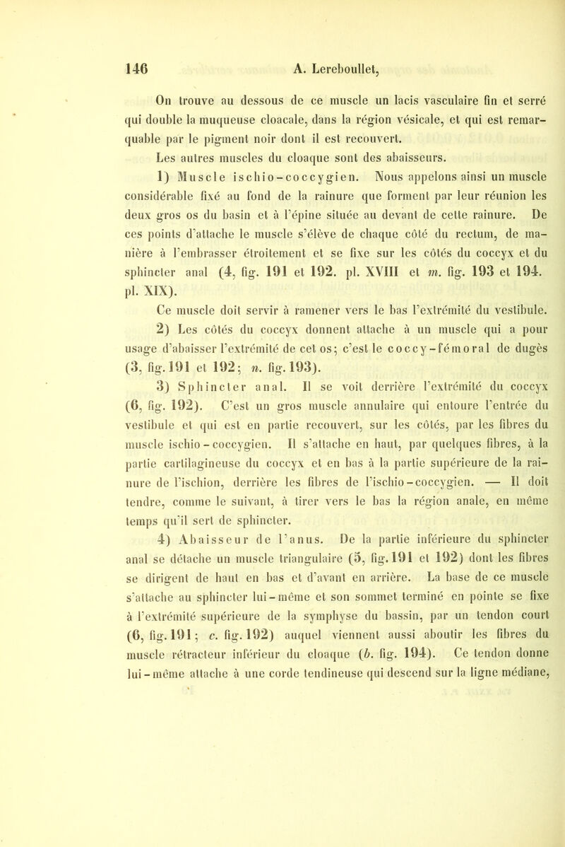 On trouve au dessous de ce muscle un lacis vasculaire fin et serré qui double la muqueuse cloacale, dans la région vésicale, et qui est remar- quable par le pigment noir dont il est recouvert. Les autres muscles du cloaque sont des abaisseurs. 1) Muscle ischio-coccygien. Nous appelons ainsi un muscle considérable fixé au fond de la rainure que forment par leur réunion les deux gros os du basin et à l’épine située au devant de cette rainure. De ces points d’attache le muscle s’élève de chaque côté du rectum, de ma- nière à l’embrasser étroitement et se fixe sur les côtés du coccyx et du sphincter anal (4, fig. 191 et 192. pl. XV111 et m. fig. 193 et 194. pl. XÎX). Ce muscle doit servir à ramener vers le bas l’extrémité du vestibule. 2) Les côtés du coccyx donnent attache à un muscle qui a pour usage d’abaisser l’extrémité de cet os; c’est le coccy-fémoral de dugès (3, fig. 191 et 192; n. fig. 193). 3) Sphincter anal. Il se voit derrière l’extrémité du coccyx (6, fig. 192). C’est un gros muscle annulaire qui entoure l’entrée du vestibule et qui est en partie recouvert, sur les côtés, par les fibres du muscle ischio-coccygien. Il s’attache en haut, par quelques fibres, à la partie cartilagineuse du coccyx et en bas à la partie supérieure de la rai- nure de l’ischion, derrière les fibres de l’ischio -coccygien. — Il doit tendre, comme le suivant, à tirer vers le bas la région anale, en même temps qu’il sert de sphincter. 4) Abaisseur de l’anus. De la partie inférieure du sphincter anal se détache un muscle triangulaire (5, fig. 191 et 192) dont les fibres se dirigent de haut en bas et d’avant en arrière. La base de ce muscle s’attache au sphincter lui-même et son sommet terminé en pointe se fixe à l’extrémité supérieure de la symphyse du bassin, par un tendon court (6, fig. 191; c. fig. 192) auquel viennent aussi aboutir les fibres du muscle rétracteur inférieur du cloaque (b. fig. 194). Ce tendon donne lui-même attache à une corde tendineuse qui descend sur la ligne médiane,