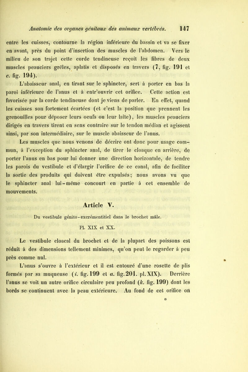 entre les cuisses, contourne la région inférieure du bassin et va se fixer en avant, près du point d’insertion des muscles de l’abdomen. Vers le milieu de son trajet cette corde tendineuse reçoit les fibres de deux muscles peauciers grêles, aplatis et disposés en travers (7, fig. 191 et c. fig. 194). L’abaisseur anal, en tirant sur le sphincter, sert à porter en bas la paroi inférieure de l’anus et à entr’ouvrir cet orifice. Cette action est favorisée par la corde tendineuse dont je viens de parler. En effet, quand les cuisses son fortement écartées (et c’est la position que prennent les grenouilles pour déposer leurs oeufs ou leur laite), les muscles peauciers dirigés en travers tirent en sens contraire sur le tendon médian et agissent ainsi, par son intermédiaire, sur le muscle abaisseur de l’anus. Les muscles que nous venons de décrire ont donc pour usage com- mun, à l’exception du sphincter anal, de tirer le cloaque en arrière, de porter l’anus en bas pour lui donner une direction horizontale, de tendre les parois du vestibule et d’élargir l’orifice de ce canal, afin de faciliter la sortie des produits qui doivent être expulsés; nous avons vu que le sphincter anal lui-même concourt en partie à cet ensemble de mouvements. Article Y. Du vestibule génito - excrémentitiel dans le brochet mâle. PL XIX et XX. Le vestibule cloacal du brochet et de la plupart des poissons est réduit à des dimensions tellement minimes, qu’on peut le regarder à peu près comme nul. L’anus s’ouvre à l’extérieur et il est entouré d’une rosette de plis formés par sa muqueuse («'. fig. 199 et a. fig.201. pl.XIX). Derrière l’anus se voit un autre orifice circulaire peu profond (k. fig. 199) dont les bords se continuent avec la peau extérieure. Au fond de cet orifice on