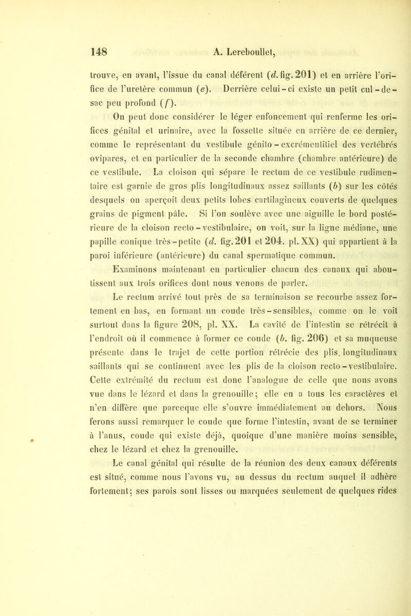 trouve, en avant, l’issue du canal déférent {d. fig. 201) et en arrière l’ori- fice de l’uretère commun (e). Derrière celui-ci existe un petit cul-de- sac peu profond ( f). On peut donc considérer le léger enfoncement qui renferme les ori- fices génital et urinaire, avec la fossette située en arrière de ce dernier, comme le représentant du vestibule génito - excrémentitiel des vertébrés ovipares, et en particulier de la seconde chambre (chambre antérieure) de ce vestibule. La cloison qui sépare le rectum de ce vestibule rudimen- taire est garnie de gros plis longitudinaux assez saillants (b) sur les côtés desquels on aperçoit deux petits lobes cartilagineux couverts de quelques grains de pigment pale. Si l’on soulève avec une aiguille le bord posté- rieure de la cloison recto - vestibulaire, on voit, sur la ligne médiane, une papille conique très-petite (r/. fig.201 et 204. pl. XX) qui appartient à la paroi inférieure (antérieure) du canal spermatique commun. Examinons maintenant en particulier chacun des canaux qui abou- tissent aux trois orifices dont nous venons de parler. Le rectum arrivé tout près de sa terminaison se recourbe assez for- tement en bas, en formant un coude très-sensibles, comme on le voit surtout dans la figure 208, pl. XX. La cavité de l’intestin se rétrécit à l’endroit où il commence à former ce coude {b. fig. 206) et sa muqueuse présente dans le trajet de cette portion rétrécie des plis longitudinaux saillants qui se continuent avec les plis de la cloison recto-vestibulaire. Cette extrémité du rectum est donc l’analogue de celle que nous avons vue dans le lézard et dans la grenouille 5 elle en a tous les caractères et n’en diffère que pareeque elle s’ouvre immédiatement au dehors. Nous ferons aussi remarquer le coude que forme l’intestin, avant de se terminer à l’anus, coude qui existe déjà, quoique d’une manière moins sensible, chez le lézard et chez la grenouille. Le canal génital qui résulte de la réunion des deux canaux déférents est situé, comme nous l’avons vu, au dessus du rectum auquel il adhère fortement: ses parois sont lisses ou marquées seulement de quelques rides