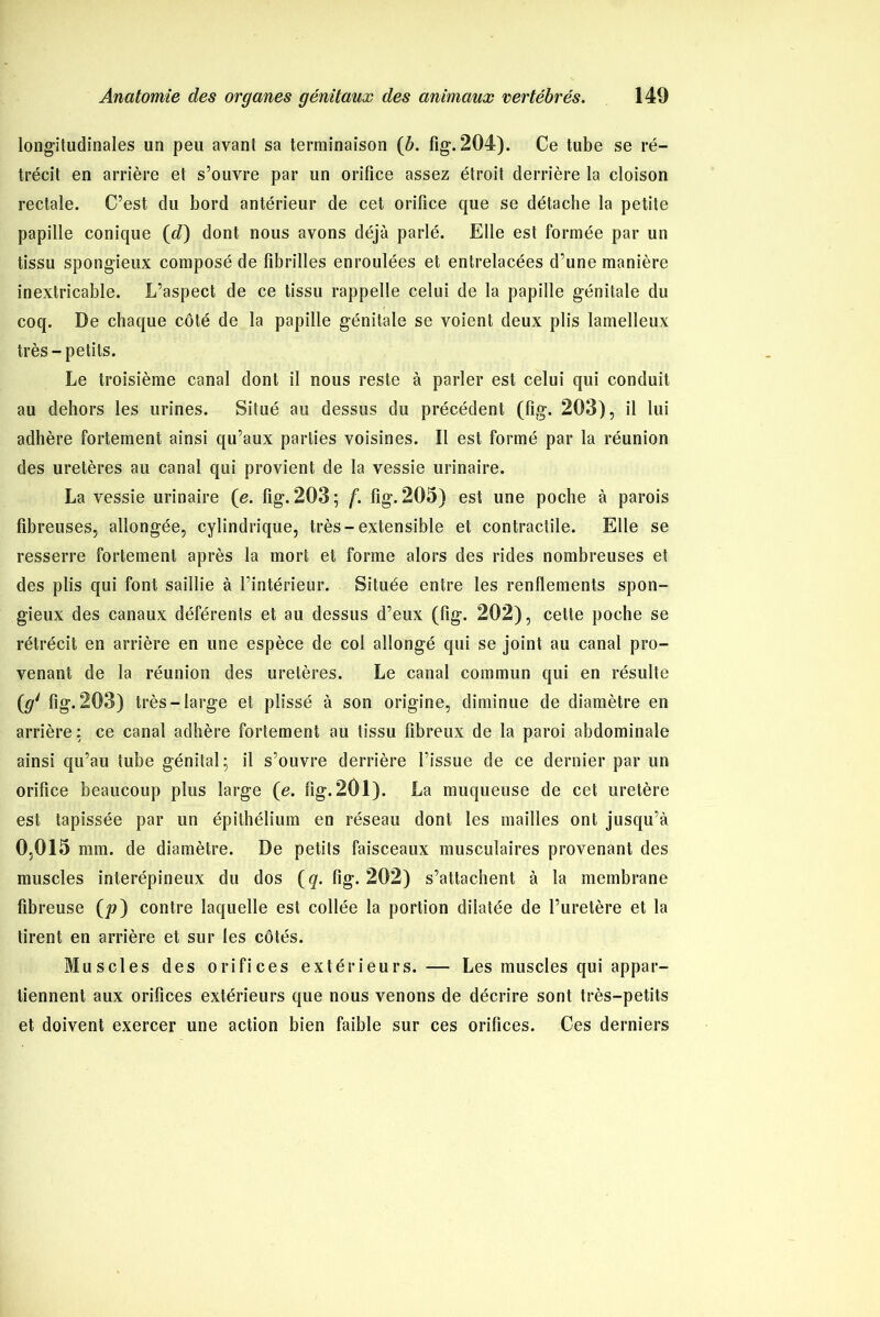 longitudinales un peu avant sa terminaison {b. fig. 204). Ce tube se ré- trécit en arrière et s’ouvre par un orifice assez étroit derrière la cloison rectale. C’est du bord antérieur de cet orifice que se détache la petite papille conique (^) dont nous avons déjà parlé. Elle est formée par un tissu spongieux composé de fibrilles enroulées et entrelacées d’une manière inextricable. L’aspect de ce tissu rappelle celui de la papille génitale du coq. De chaque côté de la papille génitale se voient deux plis lamelleux très-petits. Le troisième canal dont il nous reste à parler est celui qui conduit au dehors les urines. Situé au dessus du précédent (fig. 203), il lui adhère fortement ainsi qu’aux parties voisines. Il est formé par la réunion des uretères au canal qui provient de la vessie urinaire. La vessie urinaire (e. fig. 203 ; f. fig. 205) est une poche à parois fibreuses, allongée, cylindrique, très-extensible et contractile. Elle se resserre fortement après la mort et forme alors des rides nombreuses et des plis qui font saillie à l’intérieur. Située entre les renflements spon- gieux des canaux déférents et au dessus d’eux (fig. 202), cette poche se rétrécit en arrière en une espèce de col allongé qui se joint au canal pro- venant de la réunion des uretères. Le canal commun qui en résulte (,g1 fig. 203) très-large et plissé à son origine, diminue de diamètre en arrière : ce canal adhère fortement au tissu fibreux de la paroi abdominale ainsi qu’au tube génital; il s’ouvre derrière l’issue de ce dernier par un orifice beaucoup plus large (e. fig. 201). La muqueuse de cet uretère est tapissée par un épithélium en réseau dont les mailles ont jusqu’à 0,015 mm. de diamètre. De petits faisceaux musculaires provenant des muscles interépineux du dos (q. fig. 202) s’attachent à la membrane fibreuse (p) contre laquelle est collée la portion dilatée de l’uretère et la tirent en arrière et sur les côtés. Muscles des orifices extérieurs. — Les muscles qui appar- tiennent aux orifices extérieurs que nous venons de décrire sont très-petits et doivent exercer une action bien faible sur ces orifices. Ces derniers