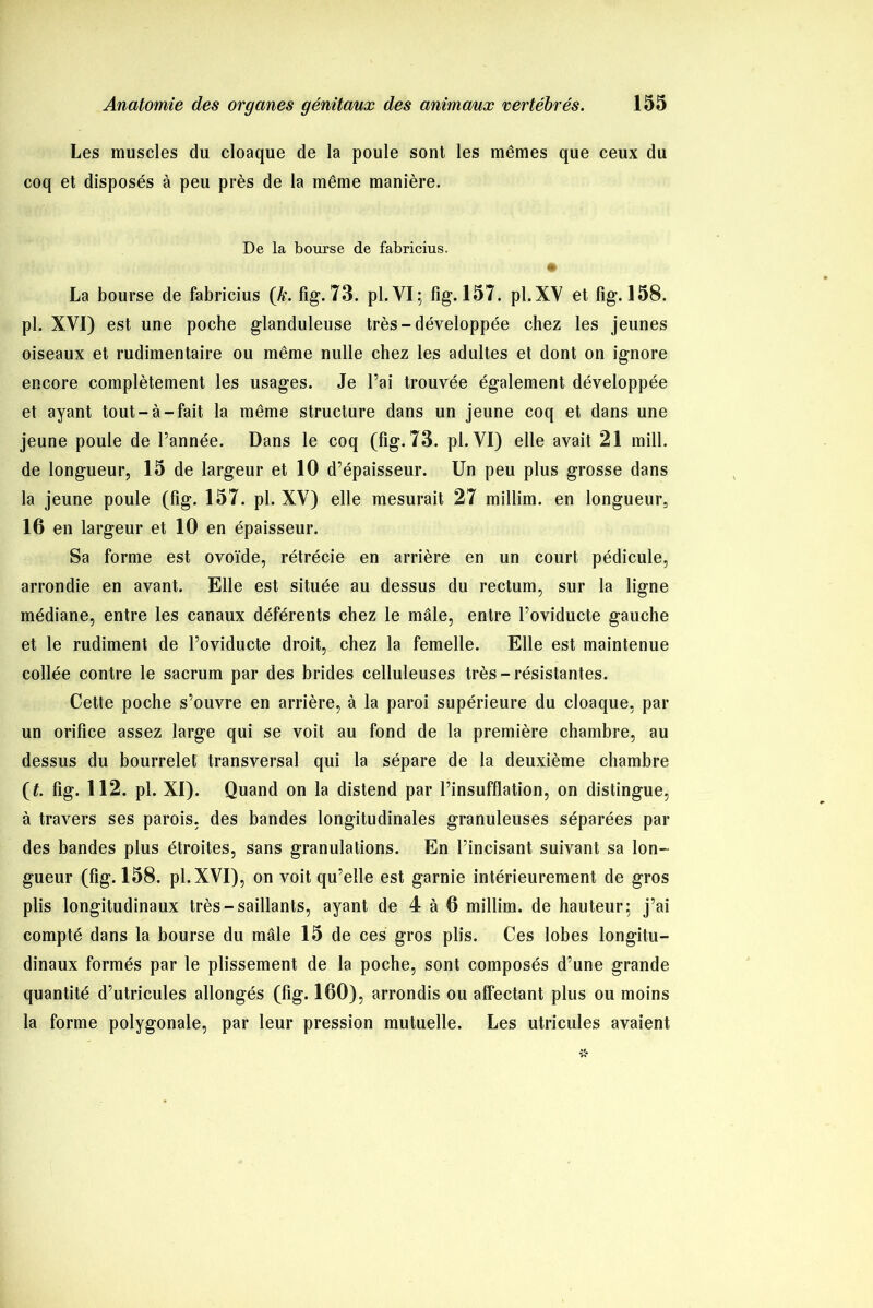 Les muscles du cloaque de la poule sont les mêmes que ceux du coq et disposés à peu près de la même manière. De la bourse de fabricius. La bourse de fabricius (k. fig. 73. pl.YI; fig. 157. pl.XY et fig. 158. pl. XVI) est une poche glanduleuse très-développée chez les jeunes oiseaux et rudimentaire ou même nulle chez les adultes et dont on ignore encore complètement les usages. Je l’ai trouvée également développée et ayant tout-à-fait la même structure dans un jeune coq et dans une jeune poule de l’année. Dans le coq (fig. 73. pl. VI) elle avait 21 mill. de longueur, 15 de largeur et 10 d’épaisseur. Un peu plus grosse dans la jeune poule (fig. 157. pl. XV) elle mesurait 27 millim. en longueur, 16 en largeur et 10 en épaisseur. Sa forme est ovoïde, rétrécie en arrière en un court pédicule, arrondie en avant. Elle est située au dessus du rectum, sur la ligne médiane, entre les canaux déférents chez le mâle, entre l’oviducte gauche et le rudiment de l’oviducte droit, chez la femelle. Elle est maintenue collée contre le sacrum par des brides celluleuses très-résistantes. Cette poche s’ouvre en arrière, à la paroi supérieure du cloaque, par un orifice assez large qui se voit au fond de la première chambre, au dessus du bourrelet transversal qui la sépare de la deuxième chambre (f. fig. 112. pl. XI). Quand on la distend par l’insufflation, on distingue, à travers ses parois, des bandes longitudinales granuleuses séparées par des bandes plus étroites, sans granulations. En l’incisant suivant sa lon- gueur (fig. 158. pl.XVI), on voit qu’elle est garnie intérieurement de gros plis longitudinaux très-saillants, ayant de 4 à 6 millim. de hauteur; j’ai compté dans la bourse du mâle 15 de ces gros plis. Ces lobes longitu- dinaux formés par le plissement de la poche, sont composés d’une grande quantité d’utricules allongés (fig. 160), arrondis ou affectant plus ou moins la forme polygonale, par leur pression mutuelle. Les utricules avaient