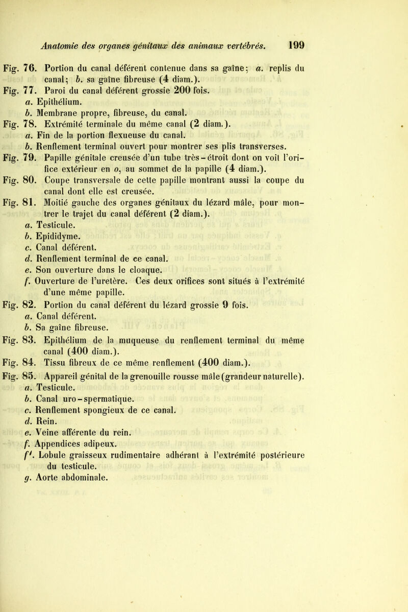 Fig-. 76. Portion du canal déférent contenue dans sa gaîne; a. replis du canal; b. sa gaine fibreuse (4 diam.). Fig. 77. Paroi du canal déférent grossie 200 fois. a. Epithélium. b. Membrane propre, fibreuse, du canal. Fig. 78. Extrémité terminale du même canal (2 diam.). a. Fin de la portion flexueuse du canal. b. Renflement terminal ouvert pour montrer ses plis transverses. Fig. 79. Papille génitale creusée d’un tube très-étroit dont on voit l’ori- fice extérieur en o, au sommet de la papille (4 diam.). Fig. 80. Coupe transversale de cette papille montrant aussi la coupe du canal dont elle est creusée. Fig. 81. Moitié gauche des organes génitaux du lézard mâle, pour mon- trer le trajet du canal déférent (2 diam.). a. Testicule. b. Epididyme. c. Canal déférent. d. Renflement terminal de ce canal. e. Son ouverture dans le cloaque. f. Ouverture de l’uretère. Ces deux orifices sont situés à l’extrémité d’une même papille. Fig. 82. Portion du canal déférent du lézard grossie 9 fois. a. Canal déférent. b. Sa gaîne fibreuse. Fig. 83. Epithélium de la muqueuse du renflement terminal du même canal (400 diam.). Fig. 84. Tissu fibreux de ce même renflement (400 diam.). Fig. 85. Appareil génital de la grenouille rousse mâle (grandeur naturelle). a. Testicule. b. Canal uro-spermatique. c. Renflement spongieux de ce canal. d. Rein. e. Veine afférente du rein. f. Appendices adipeux. f*. Lobule graisseux rudimentaire adhérant à l’extrémité postérieure du testicule. g. Aorte abdominale.