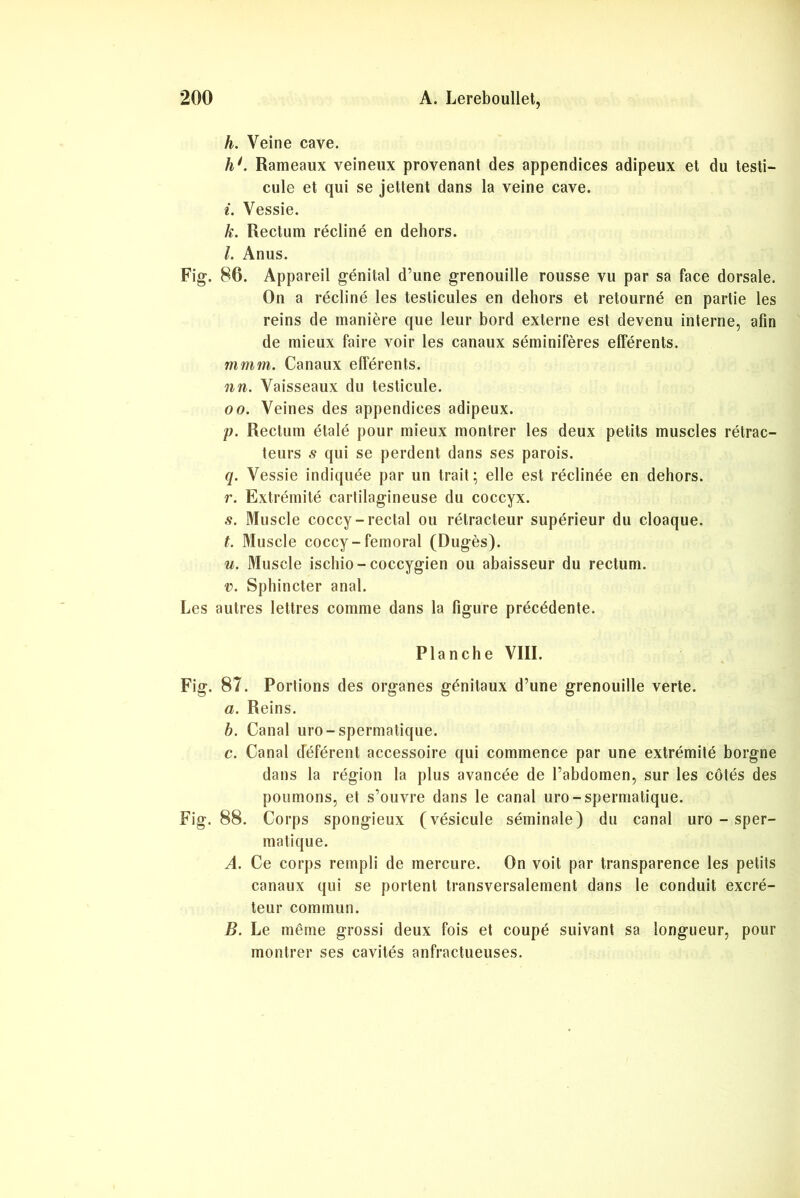 h. Veine cave. h1. Rameaux veineux provenant des appendices adipeux et du testi- cule et qui se jettent dans la veine cave. i. Vessie. k. Rectum récliné en dehors. l. Anus. Fig. 86. Appareil génital d’une grenouille rousse vu par sa face dorsale. On a récliné les testicules en dehors et retourné en partie les reins de manière que leur bord externe est devenu interne, afin de mieux faire voir les canaux séminifères efférents. mmm. Canaux efférents. nn. Vaisseaux du testicule. oo. Veines des appendices adipeux. p. Rectum étalé pour mieux montrer les deux petits muscles rétrac- teurs s qui se perdent dans ses parois. q. Vessie indiquée par un trait; elle est réclinée en dehors. r. Extrémité cartilagineuse du coccyx. s. Muscle coccy-rectal ou rétracteur supérieur du cloaque. t. Muscle coccy-fémoral (Dugès). u. Muscle ischio- coccygien ou abaisseur du rectum. v. Sphincter anal. Les autres lettres comme dans la figure précédente. Planche VIII. Fig. 87. Portions des organes génitaux d’une grenouille verte. a. Reins. b. Canal uro-spermatique. c. Canal déférent accessoire qui commence par une extrémité borgne dans la région la plus avancée de l’abdomen, sur les côtés des poumons, et s’ouvre dans le canal uro-spermatique. Fig. 88. Corps spongieux (vésicule séminale) du canal uro - sper- matique. A. Ce corps rempli de mercure. On voit par transparence les petits canaux qui se portent transversalement dans le conduit excré- teur commun. B. Le même grossi deux fois et coupé suivant sa longueur, pour montrer ses cavités anfractueuses.