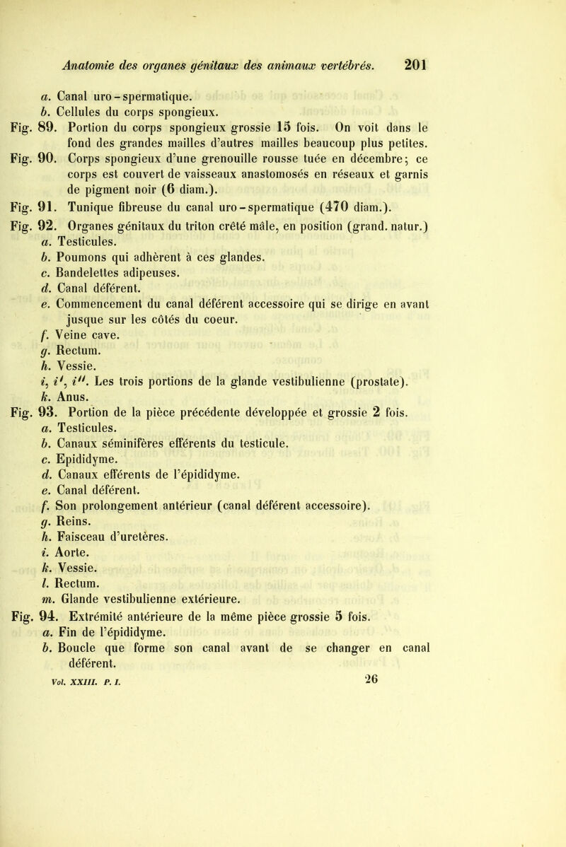 a. Canal uro-spermatique. b. Cellules du corps spongieux. Fig. 89. Portion du corps spongieux grossie 15 fois. On voit dans le fond des grandes mailles d’autres mailles beaucoup plus petites. Fig. 90. Corps spongieux d’une grenouille rousse tuée en décembre; ce corps est couvert de vaisseaux anastomosés en réseaux et garnis de pigment noir (6 diam.). Fig. 91. Tunique fibreuse du canal uro-spermatique (470 diam.). Fig. 92. Organes génitaux du triton crêté mâle, en position (grand, natur.) a. Testicules. b. Poumons qui adhèrent à ces glandes. c. Bandelettes adipeuses. d. Canal déférent. e. Commencement du canal déférent accessoire qui se dirige en avant jusque sur les côtés du coeur. /'. Veine cave. g. Rectum. h. Vessie. «5 in. Les trois portions de la glande vestibulienne (prostate). k. Anus. Fig. 93. Portion de la pièce précédente développée et grossie 2 fois. a. Testicules. b. Canaux séminifères efférents du testicule. c. Epididyme. d. Canaux efférents de l’épididyme. e. Canal déférent. f. Son prolongement antérieur (canal déférent accessoire). g. Reins. h. Faisceau d’uretères. i. Aorte. k. Vessie. /. Rectum. m. Glande vestibulienne extérieure. Fig. 94. Extrémité antérieure de la même pièce grossie 5 fois. a. Fin de l’épididyme. b. Boucle que forme son canal avant de se changer en canal déférent. Vol. XXIII. P. I. 26