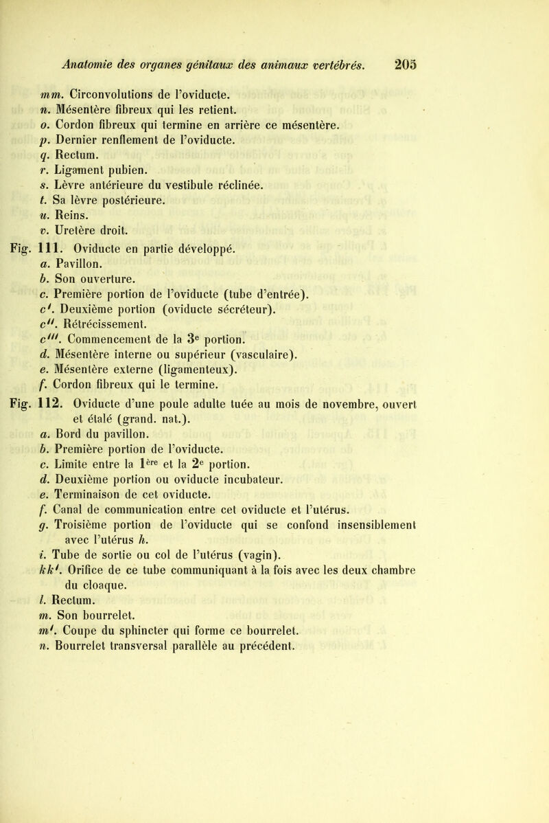 mm. Circonvolutions de l’oviducte. n. Mésentère fibreux qui les retient. o. Cordon fibreux qui termine en arrière ce mésentère. p. Dernier renflement de l’oviducte. q. Rectum. r. Ligament pubien. s. Lèvre antérieure du vestibule réclinée. t. Sa lèvre postérieure. u. Reins. v. Uretère droit. Fig. 111. Oviducte en partie développé. a. Pavillon. b. Son ouverture. c. Première portion de Poviducte (tube d’entrée). cé. Deuxième portion (oviducte sécréteur). cn. Rétrécissement. ctn. Commencement de la 3e portion. d. Mésentère interne ou supérieur (vasculaire). e. Mésentère externe (ligamenteux). f. Cordon fibreux qui le termine. Fig. 112. Oviducte d’une poule adulte tuée au mois de novembre, ouvert et étalé (grand, nat.). a. Bord du pavillon. b. Première portion de l’oviducte. c. Limite entre la lère et la 2e portion. d. Deuxième portion ou oviducte incubateur. e. Terminaison de cet oviducte. f. Canal de communication entre cet oviducte et l’utérus. g. Troisième portion de l’oviducte qui se confond insensiblement avec l’utérus h. i. Tube de sortie ou col de l’utérus (vagin). kk*. Orifice de ce tube communiquant à la fois avec les deux chambre du cloaque. l. Rectum. m. Son bourrelet. m1. Coupe du sphincter qui forme ce bourrelet. n. Bourrelet transversal parallèle au précédent.