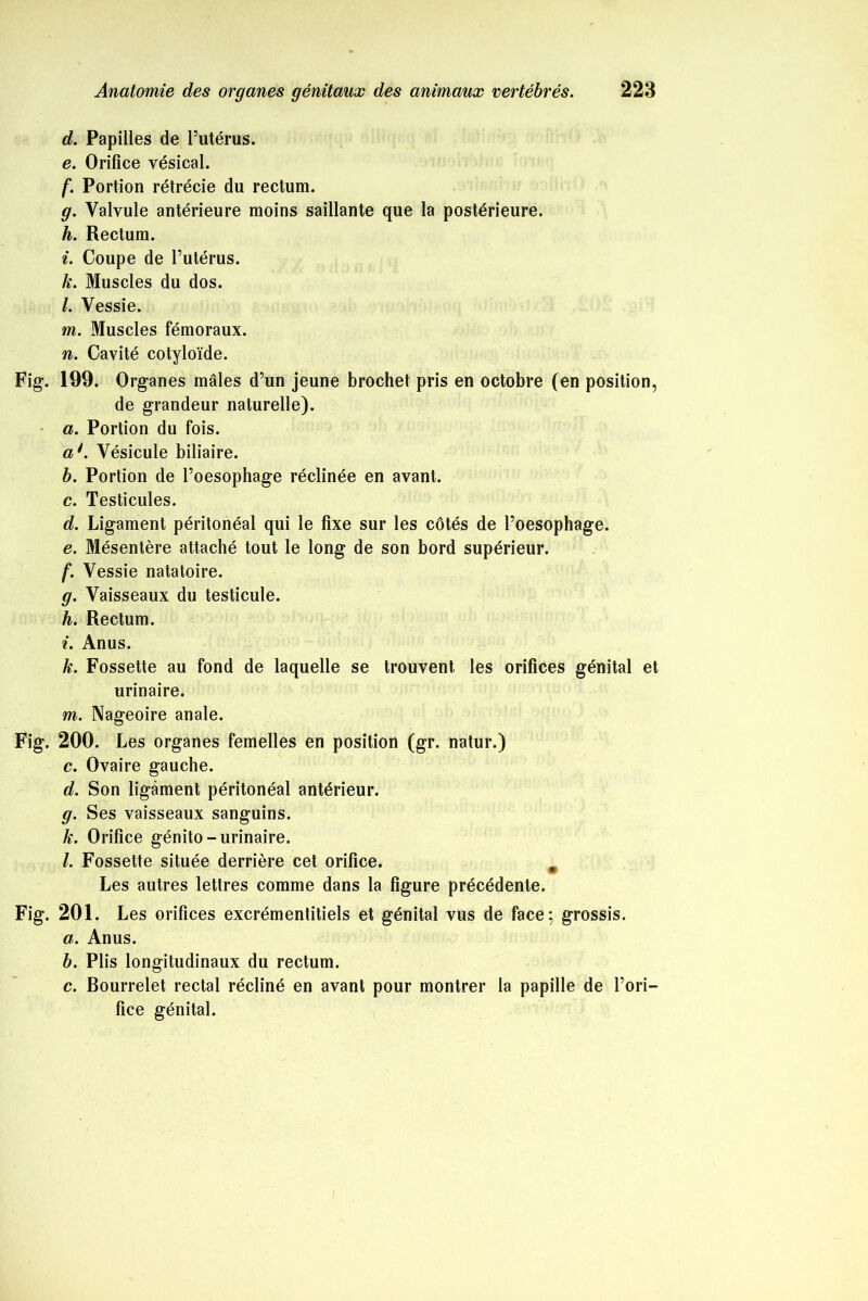 d. Papilles de l’utérus. e. Orifice vésical. f. Portion rétrécie du rectum. g. Valvule antérieure moins saillante que la postérieure. h. Rectum. i. Coupe de l’utérus. k. Muscles du dos. l. Vessie. m. Muscles fémoraux. n. Cavité cotyloïde. Fig. 199. Organes mâles d’un jeune brochet pris en octobre (en position, de grandeur naturelle). a. Portion du fois. aé. Vésicule biliaire. b. Portion de l’oesophage réclinée en avant. c. Testicules. d. Ligament péritonéal qui le fixe sur les côtés de l’oesophage. e. Mésentère attaché tout le long de son bord supérieur. f. Vessie natatoire. g. Vaisseaux du testicule. h. Rectum. i. Anus. k. Fossette au fond de laquelle se trouvent les orifices génital et urinaire. m. Nageoire anale. Fig. 200. Les organes femelles en position (gr. natur.) c. Ovaire gauche. d. Son ligament péritonéal antérieur. g. Ses vaisseaux sanguins. k. Orifice génito-urinaire. l. Fossette située derrière cet orifice. m Les autres lettres comme dans la figure précédente. Fig. 201. Les orifices excrémentitiels et génital vus de face; grossis. a. Anus. b. Plis longitudinaux du rectum. c. Bourrelet rectal récliné en avant pour montrer la papille de l’ori- fice génital.