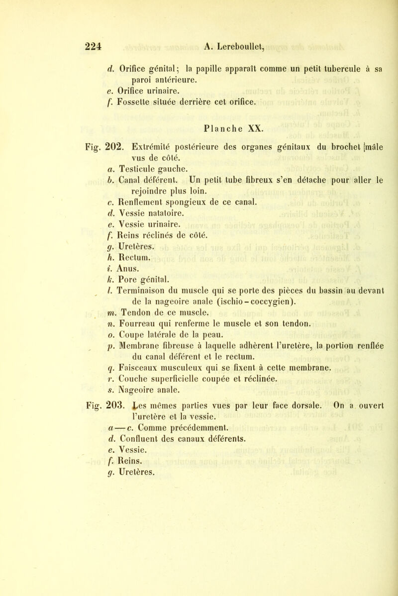 d. Orifice génital; la papille apparaît comme un petit tubercule à sa paroi antérieure. e. Orifice urinaire. f. Fossette située derrière cet orifice. Planche XX. Fig. 202. Extrémité postérieure des organes génitaux du brochet [mâle vus de côté. a. Testicule gauche. b. Canal déférent. Un petit tube fibreux s’en détache pour aller le rejoindre plus loin. c. Renflement spongieux de ce canal. d. Vessie natatoire. e. Vessie urinaire. f. Reins réclinés de côté. g. Uretères. h. Rectum. i. Anus. k. Pore génital. l. Terminaison du muscle qui se porte des pièces du bassin au devant de la nageoire anale (ischio-coccygien). m. Tendon de ce muscle. n. Fourreau qui renferme le muscle et son tendon. o. Coupe latérale de la peau. p. Membrane fibreuse à laquelle adhèrent l’uretère, la portion renflée du canal déférent et le rectum. q. Faisceaux musculeux qui se fixent à cette membrane. r. Couche superficielle coupée et réclinée. s. Nageoire anale. Fig. 203. Les mêmes parties vues par leur face dorsale. On a ouvert l’uretère et la vessie. a — c. Comme précédemment. d. Confluent des canaux déférents. e. Vessie. f. Reins. g. Uretères.