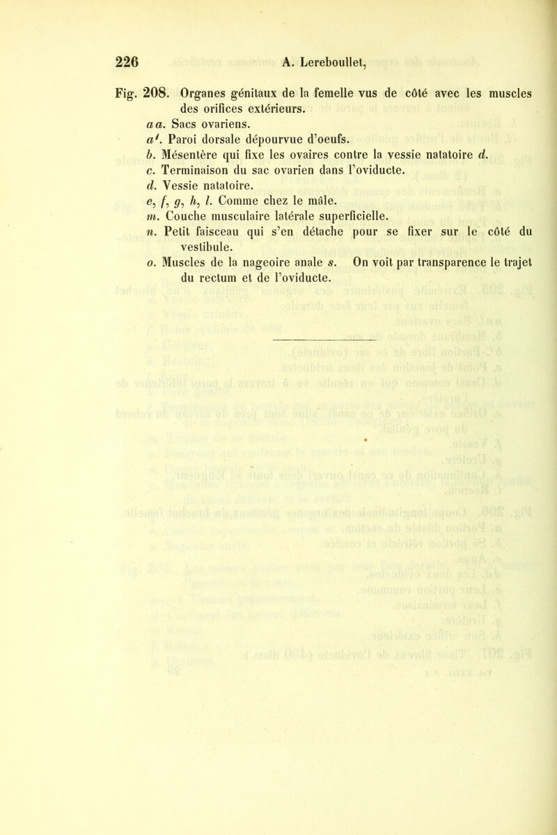 Fig. 208. Organes génitaux de la femelle vus de côté avec les muscles des orifices extérieurs. a a. Sacs ovariens. a'. Paroi dorsale dépourvue d’oeufs. b. Mésentère qui fixe les ovaires contre la vessie natatoire d. c. Terminaison du sac ovarien dans l’oviducte. d. Vessie natatoire. e. /, <7, /&, /. Comme chez le mâle. m. Couche musculaire latérale superficielle. n. Petit faisceau qui s’en détache pour se fixer sur le côté du vestibule. o. Muscles de la nageoire anale s. On voit par transparence le trajet du rectum et de l’oviducte.