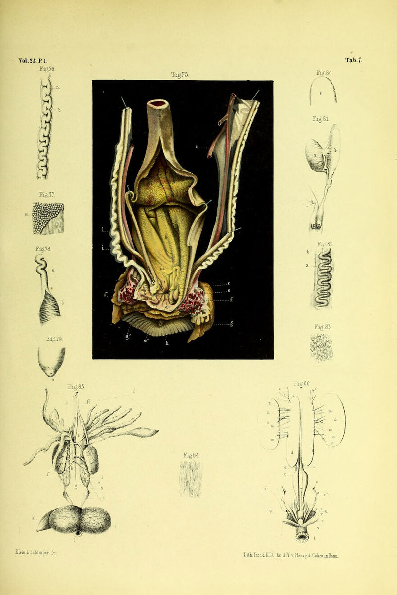 Tol.23.PJ. Bg.76. Fig.78. _E!ig.79. Tig.75. Tab.T. Fig 81. .Fig. 8.3. Klein £. Sdamper l'i.fck. Inet,iII,.C. le (II[ y, HenryLColen mBonn.