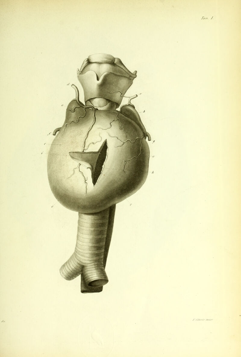 7'a />. /. / (‘///erttt tr/Cio'c