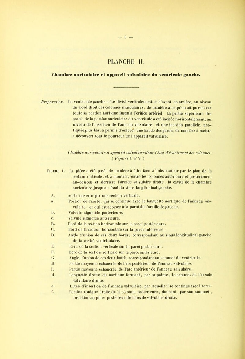 PLANCHE II. Chambre auriculaire et appareil valvulaire du ventricule gauche. Préparation. Le ventricule gauche a été divisé verticalement et d’avant en arrière, au niveau du bord droit des colonnes musculaires , de manière à ce qu’on ait pu enlever toute sa portion aortique jusqu’à l’orifice artériel. La partie supérieure des parois de la portion auriculaire du ventricule a été incisée horizontalement, au niveau de l’insertion de l’anneau valvulaire, et une incision parallèle, pra- tiquée plus bas, a permis d'enlevér une bande des parois, de manière à mettre à découvert tout le pourtour de l’appareil valvulaire. Chambre auriculaire et appareil valvulaire dans l’état d'écartement des colonnes. ( Figures 1 et 2. ) Figure 1. La pièce a été posée de manière à faire face à l’observateur par le plan de la section verticale, et à montrer, entre les colonnes antérieure et postérieure, au-dessous et derrière l’arcade valvulaire droite, la cavité de la chambre auriculaire jusqu’au fond du sinus longitudinal gauche. A. Aorte ouverte par une section verticale. a. Portion de l’aorte, qui se continue avec la languette aortique de l’anneau val- vulaire , et qui est adossée à la paroi de l’oreillette gauche. b. Valvule sigmoïde postérieure. c. Valvule sigmoïde antérieure. B. Bord de la section horizontale sur la paroi postérieure. C. Bord de la section horizontale sur la paroi antérieure. I). Angle d’union de ces deux bords, correspondant au sinus longitudinal gauche de la cavité ventriculaire. E. Bord de la section verticale sur la paroi postérieure. F. Bord de la section verticale sur la paroi antérieure. G. Angle d’union de ces deux bords, correspondant au sommet du ventricule. IL Partie moyenne échancrée de l’arc postérieur de l’anneau valvulaire. I. Partie moyenne échancrée de l’arc antérieur de l’anneau valvulaire. d. Languette droite ou aortique formant, par sa pointe , le sommet de l’arcade valvulaire droite. e. Ligne d’insertion de l’anneau valvulaire, par laquelle il se continue avec l’aorte. f. Portion conique droite de la colonne postérieure , donnant, par son sommet, insertion au pilier postérieur de l’arcade valvulaire droite.