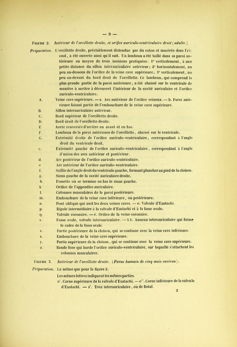 Figure 2. Intérieur de l’oreillette droite, et orifice auriculo-ventriculaire droit ( adulte.) Préparation. L’oreillette droite, préalablement distendue par du coton et macérée dans l’?l- cool, a été ouverte ainsi qu’il suit. Un lambeau a été taillé dans sa paroi an- térieure au moyen de trois incisions pratiquées: 1° verticalement, aune petite distance du sillon interauriculairc antérieur; 2° horizontalement, un peu au-dessous de l’orifice de la veine cave supérieure; 3° verticalement, un peu au-devant du bord droit de l’oreillette. Ce lambeau, qui comprend la plus grande partie de la paroi antérieure , a été abaissé sur le ventricule de manière à mettre à découvert l’intérieur de la cavité auriculaire et l’orifice auriculo-ventriculaire. A. Veine cave supérieure. — a. Arc antérieur de l’orifice veineux. — b. Paroi anté- rieure faisant partie de l’embouchure de la veine cave supérieure. B. Sillon interauriculaire antérieur. C. Bord supérieur de l’oreillette droite. D- Bord droit de l’oreillette droite. E Aorte renversée d’arrière en avant et en bas. F. Lambeau de la paroi antérieure de l’oreillette, abaissé sur le ventricule. G. Extrémité droite de l’orifice auriculo-ventriculaire, correspondant h l’angle droit du ventricule droit. c. Extrémité gauche de l’orifice auriculo-ventriculaire, correspondant à l'angle d’union des arcs antérieur et postérieur. d. Arc postérieur de l’orifice auriculo-ventriculaire. e Arc antérieur de l’orifice auriculo-ventriculaire. f. Saillie de l’angle droit du ventricule gauche, formant plancher au pied de la cloison. g. Sinus gauche de la cavité auriculaire droite. h. Fossette où se termine en bas le sinus gauche, k Orifice de l’appendice auriculaire. l. Colonnes musculaires de la paroi postérieure. m. Embouchure de la veine cave inférieure, ou postérieure. n. Pont oblique qui unit les deux veines caves. — o. Valvule d’Eustachi. p. Rigole intermédiaire à la valvule d’Eustachi et à la fosse ovale. q. Valvule coronaire. — r. Orifice de la veine coronaire. s. Fosse ovale, valvule interauriculaire. —t.t. Anneau interauriculaire qui forme le cadre de la fosse ovale. v. Partie postérieure de la cloison, qui se continue avec la veine cave inférieure. x. Embouchure de la veine cave supérieure. y. Partie supérieure de la cloison , qui se continue avec la veine cave supérieure. z. Bande lisse qui borde l’orifice auriculo-ventriculaire, sur laquelle s’attachent les colonnes musculaires. Figure 3. Intérieur de l’oreillette droite. (Fœtus humain de cinq mois environ). Préparation . La même que pour la figure 2. Les mêmes lettres indiquent les mêmes parties. o’. Corne supérieure de la valvule d’Eustachi. — o”. Corne inférieure de la valvule d’Eustachi. —s’. Trou interauriculaire, ou de Botal. 2