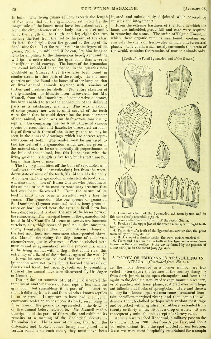 in bulk. The living- guana seldom exceeds the length of five feet: that of the iguanodon, estimated by the magnitude of the bones, must have been about seventy feet; the circumference of the body fourteen feet and a half; the length of the thigh and leg eight feet two inches; the foot, from the heel to the point of the claw, six feet; the height, from the ground to the top of the head, nine feet. Let the reader refer to the figure of the guana, No. 41, p. 332, and if he can, let him imagine it to be amplified to the dimensions here given, and he will form a oetter idea of the iguanodon than a verbal description could convey. The bones of the iguanodon are found imbedded in sandstone, in the quarries near Cuckfield in Sussex; they have also been found in similar strata in other parts of the county. In the same quarries are also found the bones of other large saurian or lizard-shaped animals, together with remains of turtles and fresh-water shells. No entire skeleton of the iguanodon has hitherto been discovered; but Mr. Mantell, from his knowledge of comparative anatomy, has been enabled to trace the connection of the different parts in a satisfactory manner. This was a labour of some years; nor was it until several of the teeth were found that he could determine the true character of the animal, which was an herbivorous masticating reptile. On comparing the teeth with those of various species of crocodiles and lizards, he discovered an iden- tity of form with those of the living guana, as may be seen in the annexed drawings, which are correct repre- sentations of both. The reader may be surprised to find the teeth of the iguanodon, which are here given of the natural size, to be so apparently disproportionate to the bulk of the animal, but this is the case with the living guana; its length is five feet, but its teeth are not larger than those of mice. The living guana bites off the buds of vegetables, and swallows them without mastication; belt from the worn- down state of some of the teeth, Mr. Mantell is decidedly of opinion that the iguanodon masticated its food: such was also the opinion of Baron Cuvier, who pr&nounced this animal to be “ the most extraordinary creature that had ever been discovered.” From the nature of its food'it must have been a terrestrial reptile like the guana. The iguanodon, like one species of guana in St. Domingo, (Iguana cornuta,) had a bony protube- rance or horn placed near the eyes: a fossil horn has been discovered; it is about the size of the lesser horn of the rhinoceros. The principal bones of the iguanodon col- lected in Mr. Mantell’s Museum at Lewes, are immense vertebra;, ribs, thigh-bones of prodigious size, one mea- suring twenty-three inches in circumference, bones of the feet and toes, and enormous sharp-pointed claws. Mr. Mantell, describing the thigh-bone of such vast circumference, justly observes, “ Were it clothed with muscles and integuments of suitable proportions, where is the living animal with a thigh that could rival this extremity of a lizard of the primitive ages of the world?” It was for some time believed that the remains of the iguanodon were not to be found beyond the wealds of Sussex and Kent; but recently, teeth nearly resembling those of this animal have been discovered by Dr. Jager in Germany. During the last summer Mr. Mantell discovered the remains of another species of fossil reptile, less than the iguanodon, but resembling it in part of its structure, though differing from it and from all other known reptiles in other parts. It appears to have had a range of enormous scales or spines upon its back, resembling in form those of the guana, as represented in the drawing of that animal before referred to. Mr. Mantell read a description of the parts of this reptile, and exhibited its remains, at a meeting of the Geological Society in December last. He is now of opinion, that from the dislocated and broken bones being still placed in a certain relation to each other, they must have been injured and subsequently disjointed while covered by muscles and integuments. From the extreme hardness of the stone in which the bones are imbedded, great skill and care were required in removing the stone. The strata of Tilgate Forest, in which these organic remains are found, contain ex- clusively the shells of fresh-water animals and terrestrial plants. The chalk, which nearly surrounds the strata of the weald, contains the remains of marine animals only. [Teeth of the Fossil Iguanodon and of the Guana.] 1. Crown of a tooth of the Iguanodon not worn by use, and in this state closely resembling fig. 2. 2. A magnified view of a tooth of the recent Guana. 3. Portion of the upper jaw of the recent Guana, with eight teeth highly magnified. 4. Front view of a tooth of the Iguanodon, natural size, the point worn off by grinding its food. 5. Back view of a similar tooth; the worn surface marked cl. 6. Front and back view of a tooth of the Iguanodon worn down by use. a the worn surface, b the cavity formed by the pressure of A PARTY OF EMIGRANTS TRAVELLING IN AFRICA—(Concludedfrom No. 51). In the mode described in a former number we tra- velled for ten days ; the features of the country changing from dark jungle to the open champaign, and from that again to the.desolate sterility of savage mountain scenery, or of parched and desert plains, scattered over with huge ant hillocks and flocks of springboks. Here and there a solitary farm-house appeared near some permanent foun- tain, or willow-margined river ; and then again the wil- derness, though clothed perhaps with verdant pasturag-e and bedecked with magnificent shrubbery, extended from twenty or thirty miles, without a drop of water. It was consequently uninhabitable except after heavy rains. At length we reached Roodewal, a military post on the Great Fish River, 200 miles from Algoa Bay, and about 50 miles distant from the spot allotted for our location. Here we were most hospitably entertained for a couple