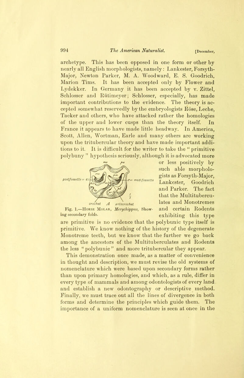 archetype. This has been opposed in one form or other by nearly all English morphologists, namely : Lankester, Forsyth- Major, Newton Parker, M. A. Woodward, E. S. Goodrich, Marion Tims. It has been accepted only by Flower and Lydekker. In Germany it has been accepted by v. Zittel, Schlosser and Riitimeyer; Scblosser, especially, has made important contributions to the evidence. The theory is ac- cepted somewhat reservedly by the embryologists Rose, Leche, Taeker and others, who have attacked rather the homologies of the upper and lower cusps than the theory itself. In France it appears to have made little headway. In America, Scott, Allen, Wortman, Earle and many others are working upon the tritubercular theory and have made important addi- tions to it. It is difficult for the writer to take the “ primitive polybuny ” hypothesis seriously, although it is advocated more Fig. 1.—Horse Molar, Merychippus, Show- and certain Rodents are primitive is no evidence that the polybunic type itself is primitive. We know nothing of the history of the degenerate Monotreme teeth, but we know that the further we go back among the ancestors of the Multituberculates and Rodents the less “polybunic” and more tritubercular they appear. This demonstration once made, as a matter of convenience in thought and description, we must revise the old systems of nomenclature which were based upon secondary forms rather than upon primary homologies, and which, as a rule, differ in every type of mammals and among odontologists of every land and establish a new odontography or descriptive method. Finally, we must trace out all the lines of divergence in both forms and determine the principles which guide them. The importance of a uniform nomenclature is seen at once in the crochet A antecrochet or less positively by such able morpholo- gists as Forsyth-Major, Lankester, Goodrich and Parker. The fact that the Multitubercu- lates and Monotremes ing secondary folds. exhibiting this type