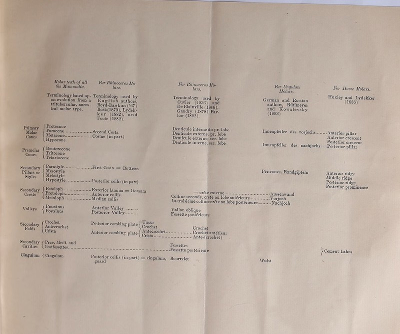 Molar teeth of all the Mammalia. Terminology based up- on evolution from a tritubercular, ances- tral molar type. For Rhinoceros Mo- lars. Terminology used by English authors, Boyd-Dawkins (’67) Busk (1870), Lydelc- ker (1882), and Foote (1882). Fur Rhinoceros Mo- lars. Terminology used by Cuvier (]836) and De Blainville (1S46), Gaudry (1878) Pav- low (1892). For Ungulate Molars. German nnd Russian authors, Riitimeyer and Kowalevsky (1893) For Horse Molars. Huxley and Lydekker .(1886) Primary I J’rotocoue Molar ■( laiacone Second Costa Cones ! JJelacone Costae (in part) l Hypocone Premolar fDeuterocone Cones ) Tntocone - t letartocone Denticule interne du pr. lobe Denticule externe, pr. lobe Denticule externe, sec. lobe Denticule interne, sec. lobe Innenpfeiler Innenpfeiler des vorjochs Anterior pillar Anterior crescent Posterior crescent des nachjochs Posterior pillar Secondary Pillars or Styles [ Parastyle.... 1 Mesostyle j Metastyle 1 Mypostyle .. Secondary Crests f Ectoloph.... ■j Protoloph... I Metaloph ... Valleys 1 Praesinus \ Postsinus Secondary Folds f Crochet | Antecrochet ( Crista Secondary f Prae, Medi, and Cavities \ Tostfossettes Cingulum Cingulum ■First Costa = Buttress ■ Posterior collis (in part) Exterior lamina = Dorsum ■ Anterior collis Median collis Anterior Valley Posterior Valley Posterior combing plate Anterior combing plate Uncus Crochet Antecrochet. Crista 1 osterior collis fin part) = cingulum, guard = Crete externe Colline seconde, erdte ou lobeantdrieure La troisidme colline erdte ou lobe postdrieure. Vallon oblique Fossette postdrieure Pericoues, Randgipfeln ■Aussenwand •Vorjoch ..Nachjoclx Crochet Crochet antdrieur Ante-f crochet) Fossettes ■Fossette postdrieure Bourrelet Anterior ridge Middle ridge Posterior ridge Posterior prominence | Cement Lakes Wulst