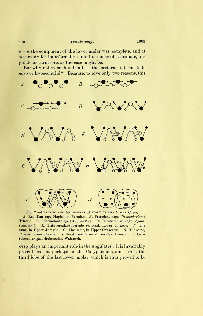 cusps the equipment of the lower molar was complete, and it was ready for transformation into the molar of a primate, un- gulate or carnivore, as the case might be. But why notice such a detail as the posterior intermediate cusp or hypoconulid? Because, to give only two reasons, this Fig. 7.—Phyletic and Mechanical History of the Molar Cusps. A. Reptilian stage, Haplodont, Permian. B. Protodont stage ( Dromatherium) Triassic. C. Triconodont stage (Amphilestes). D. Tritubercular stage (Spala- cotherium). E. Tritubercular-tuberculo sectorial, Lower Jurassic. F. The same, in Upper Jurassic. G. The same, in Upper Cretaceous. H. The same, Puerco, Lower Eocene. I. Sexitubercular-sexitubercular, Puerco. J. Sexi- tubercular-quadritubercular, Wahsatch. cusp plays an important role in the ungulates ; it is invariably present, except perhaps in the Coryphodons, and forms the third lobe of the last lower molar, which is thus proved to be