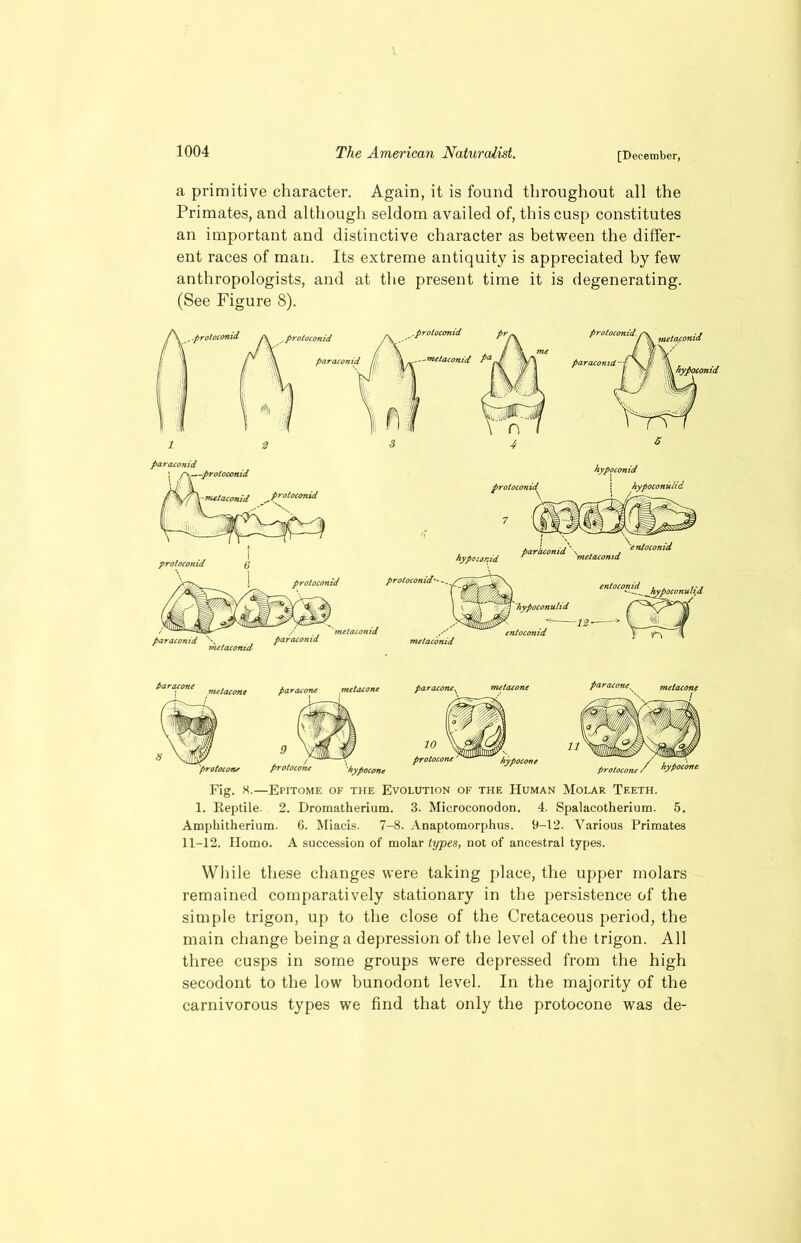 a primitive character. Again, it is found throughout all the Primates, and although seldom availed of, this cusp constitutes an important and distinctive character as between the differ- ent races of man. Its extreme antiquity is appreciated by few anthropologists, and at the present time it is degenerating. (See Figure 8). par ac one . ; metacone par ac one metacone 9 protocone ''hypocone Fig. 8.—Epitome of the Evolution of the Human Molar Teeth. 1. Reptile. 2. Dromatherium. 3. Microconodon. 4. Spalacotherium. 5. Amphitherium. 6. Miacis. 7-8. Anaptomorphus. 9-12. Various Primates 11-12. Homo. A succession of molar types, not of ancestral types. While these changes were taking place, the upper molars remained comparatively stationary in the persistence of the simple trigon, up to the close of the Cretaceous period, the main change being a depression of the level of the trigon. All three cusps in some groups were depressed from the high secodont to the low bunodont level. In the majority of the carnivorous types we find that only the protocone was de-