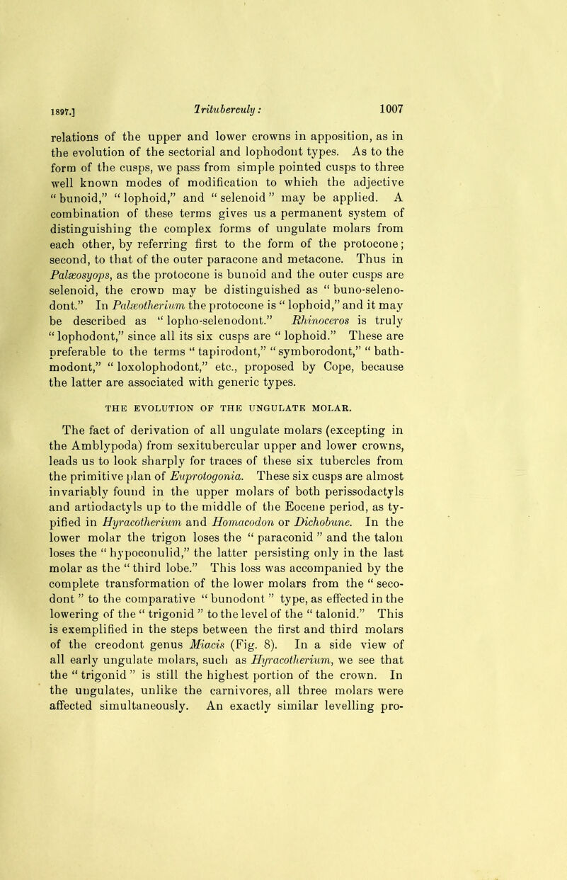 relations of the upper and lower crowns in apposition, as in the evolution of the sectorial and lophodont types. As to the form of the cusps, we pass from simple pointed cusps to three well known modes of modification to which the adjective “ bunoid,” “ lophoid,” and “ selenoid ” may be applied. A combination of these terms gives us a permanent system of distinguishing the complex forms of ungulate molars from each other, by referring first to the form of the protocone; second, to that of the outer paracone and metacone. Thus in Palaeosyops, as the protocone is bunoid and the outer cusps are selenoid, the crown may be distinguished as “ buno-seleno- dont.” In Palseotherium the protocone is “ lophoid,” and it may be described as “ lopho-selenodont.” Rhinoceros is truly “lophodont,” since all its six cusps are “ lophoid.” These are preferable to the terms “ tapirodont,” “ symborodont,” “ bath- modont,” “ loxolophodont,” etc., proposed by Cope, because the latter are associated with generic types. THE EVOLUTION OF THE UNGULATE MOLAR. The fact of derivation of all ungulate molars (excepting in the Amblypoda) from sexitubercular upper and lower crowns, leads us to look sharply for traces of these six tubercles from the primitive [dan of Euprotogonia. These six cusps are almost invariably found in the upper molars of both perissodactyls and artiodactyls up to the middle of the Eocene period, as ty- pified in Hyracotherium and IPomacodon or Dichobune. In the lower molar the trigon loses the “ paraconid ” and the talon loses the “ hypoconulid,” the latter persisting only in the last molar as the “ third lobe.” This loss was accompanied by the complete transformation of the lower molars from the “ seco- dont ” to the comparative “ bunodont ” type, as effected in the lowering of the “ trigonid ” to the level of the “ talonid.” This is exemplified in the steps between the first and third molars of the creodont genus Mmcis (Fig. 8). In a side view of all early ungulate molars, such as Hyracotherium, we see that the “ trigonid ” is still the highest portion of the crown. In the ungulates, unlike the carnivores, all three molars were affected simultaneously. An exactly similar levelling pro-