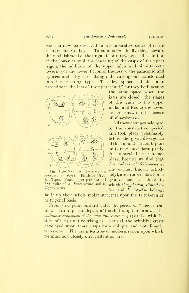 cess can now be observed in a comparative series of recent Lemurs and Monkeys. To summarize the five steps toward the establishment of the ungulate primitive type : the addition of the lower talonid, the lowering of the cusps of the upper trigon, the addition of the upper talon and simultaneous lowering of the lower trigonid, the loss of the paraconid and hypoconulid. By these changes the cutting was transformed into the crushing type. The development of the talon necessitated the loss of the “paraconid,” for they both occupy the same space when the jaws are closed ; the stages of this gain to the upper molar and loss to the lower are well shown in the species of Euprotogonia. All these changes belonged to the constructive period and took place presumably before the great divergence of the ungulate orders began; or it may have been partly due to paralellism or bomo- plasy, because we find that the molars of Trigonolestes, v 11 m „ the earliest known artiod- rig. 11.—Premolar Terminology, proposed by Scott. Primitive Ungu- acty 1, are tritubercular. Some late Types. Fourth upper premolar and groups, Such as those to first molar of A. Euprotogonia, and B. w 1)iC11 Coryphodon, Uintather- Hyracotherium. . 7, ■ , , , , turn and renptychus belong, built up their whole molar structure upon the tritubercular or trigonal basis. From this point onward dated the period of “ moderniza- tion.” An important legacy of the old triangular form was the oblique arrangement of the outer and inner cusps parallel with the sides of the primitive triangles. Thus all the primitive crests developed upon these cusps were oblique and not directly transverse. The main features of modernization upon which we must now closely direct attention are: