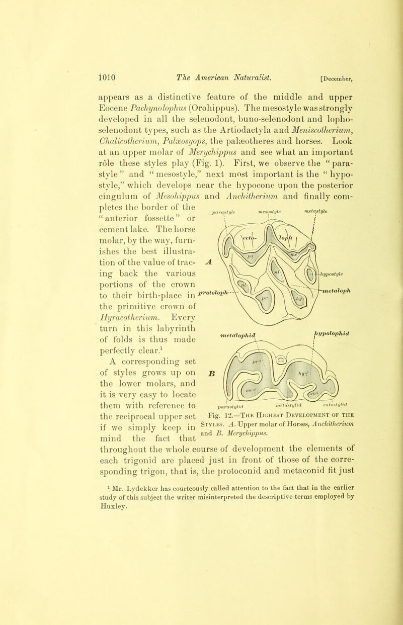 mesostyle appears as a distinctive feature of the middle and upper Eocene Pachynolophus (Orohippus). The mesostyle was strongly developed in all the selenodont, buno-selenodont and lopho- selenodont types, such as the Artiodactyla and Meniscotherium, Chalicotherium, Palseosyops, the pakeotheres and horses. Look at an upper molar of Merychippus and see what an important role these styles play (Fig. 1). First, we observe the “ para- stvle ” and “mesostyle,” next most important is the “hypo- style,” which develops near the hypocone upon the posterior cingulum of Mesoliippus and Anchitherium and finally com- pletes the border of the 1 jictrastyle “ anterior fossette ” or • cement lake. The horse molar, by the way, furn- ishes the best illustra- tion of the value of trac- ing back the various portions of the crown to their birth-place in ^otoioSn- the primitive crown of Hyracotherium. Every turn in this labyrinth of folds is thus made perfectly clear.1 A corresponding set of styles grows up on the lower molars, and it is very easy to locate them with reference to the reciprocal upper set if we simply keep in mind the fact that hypostyle mctaloph hypolopliid pai'aatylid entostylid metastylid Fig. 12.—The Highest Development of the Styles. A. Upper molar of Horses, Anchitherium and B. Merychippus. throughout the whole course of development the elements of each trigonid are placed just in front of those of the corre- sponding trigon, that is, the protoconid and metaconid fit just 1 Mr. Lydekker has courteously called attention to the fact that in the earlier study of this subject the writer misinterpreted the descriptive terms employed by Huxley.
