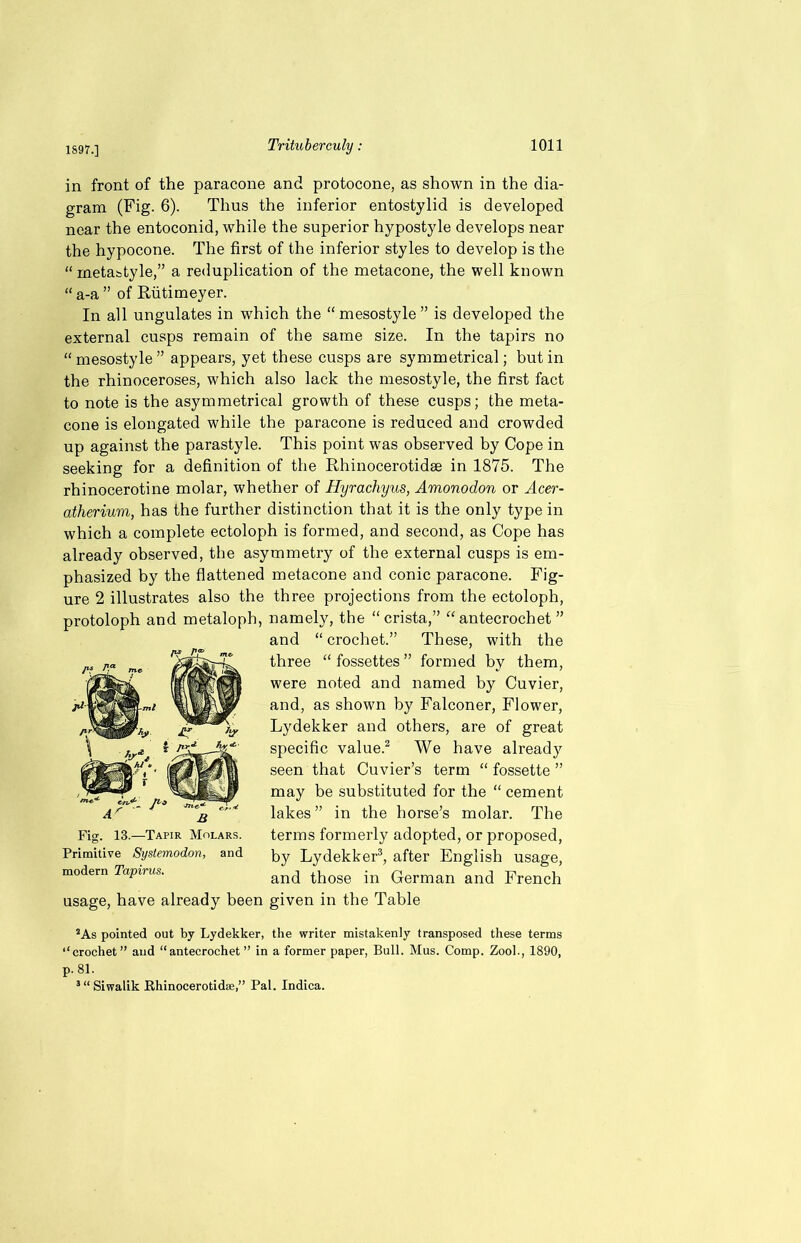 1897.] in front of the paracone and protocone, as shown in the dia- gram (Fig. 6). Thus the inferior entostylid is developed near the entoconid, while the superior hypostyle develops near the hypocone. The first of the inferior styles to develop is the “metastyle,” a reduplication of the metacone, the well known “ a-a ” of Rutimeyer. In all ungulates in which the “mesostyle” is developed the external cusps remain of the same size. In the tapirs no “mesostyle” appears, yet these cusps are symmetrical; but in the rhinoceroses, which also lack the mesostyle, the first fact to note is the asymmetrical growth of these cusps; the meta- cone is elongated while the paracone is reduced and crowded up against the parastyle. This point was observed by Cope in seeking for a definition of the Rhinocerotidse in 1875. The rhinocerotine molar, whether of Hyrachyus, Amonodon or Acer- atherium, has the further distinction that it is the only type in which a complete ectoloph is formed, and second, as Cope has already observed, the asymmetry of the external cusps is em- phasized by the flattened metacone and conic paracone. Fig- ure 2 illustrates also the three projections from the ectoloph, protoloph and metaloph, namely, the “crista,” “antecrochet ” and “ crochet.” These, with the three “ fossettes ” formed by them, were noted and named by Cuvier, and, as shown by Falconer, Flower, Lydekker and others, are of great specific value.2 We have already seen that Cuvier’s term “ fossette ” may be substituted for the “ cement lakes ” in the horse’s molar. The terms formerly adopted, or proposed, by Lydekker3, after English usage, and those in German and French usage, have already been given in the Table 2 As pointed out by Lydekker, the writer mistakenly transposed these terms ‘‘crochet” and “antecrochet” in a former paper, Bull. Mus. Comp. Zool., 1890, p. 81. J“Siwalik Rhinocerotidse,” Pal. Indica. Fig. 13.—Tapir Molars. Primitive Systemodon, and modern Tapirus.