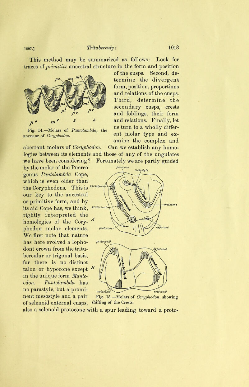 Fig. 14.—Molars of Panlolambda, ancestor of Coryphodon. This method may be summarized as follows: Look for traces of primitive ancestral structure in the form and position of the cusps. Second, de- termine the divergent form, position, proportions and relations of the cusps. Third, determine the secondary cusps, crests and foldings, their form and relations. Finally, let us turn to a wholly differ- ent molar type and ex- amine the complex and aberrant molars of Coryphodon. Can we establish any homo- logies between its elements and those of any of the ungulates we have been considering? Fortunately we are partly guided by the molar of the Puerco paraoone genus Pantolambda Cope, which is even older than / the Coryphodons. This is par3Sty'ef our key to the ancestral or primitive form, and by its aid Cope has, we think, rightly interpreted the homologies of the Cory- phodon molar elements. We first note that nature has here evolved a lopho- dont crown from the tritu- bercular or trigonal basis, for there is no distinct talon or hypocone except in the unique form Mante- odon. Pantolambda has no parastyle, but a promi- nent mesostyle and a pair of selenoid external cusps, also a selenoid protocone with a spur leading toward a proto protoconu/e\-Y' 1—metacone hypocone metaconid entoconid Fig. 15.—Molars of Coryphodon, showing shifting of the Crests.