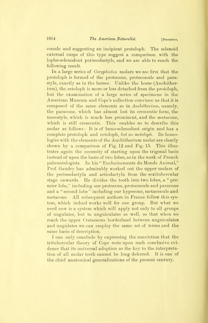 conule and suggesting an incipient protoloph. The selenoid external cusps of this type suggest a comparison with the lopho-selenodont perissodactyls, and we are able to reach the following result. In a large series of Coryphodon molars we see first that the protoloph is formed of the protocone, protoconule and para- style, exactly as in the horses. Unlike the horse (Anchither- ium), the ectoloph is more or less detached from the protoloph, but the examination of a large series of specimens in the American Museum and Cope’s collection convince us that it is composed of the same elements as in Anchitherium, namely, the paracone, which has almost lost its crescentic form, the mesostyle, which is much less prominent, and the metacone, which is still crescentic. This enables us to describe this molar as follows: It is of buno-selenodont origin and has a complete protoloph and ectoloph, but no metalopli. Its homo- logies with the elements of the Anchitherium molar are clearly shown bv a comparison of Fig. 12 and Fig. 15. This illus- trates again the necessity of starting upon the trigonal basis instead of upon the basis of two lobes, as in the work of French palaeontologists. In his “ Enchainements du Monde Animal,” Prof. Gaudry lias admirably worked out the upper molars of the perissodactyla and artiodactyla from the sexitubercular stage onwards. He divides the tooth into two lobes, a “ pre- mier lobe,” including our protocone, protoconule and paracone and a “second lobe” including our hypocone, metaconule and metacone. All subsequent authors in France follow this sys- tem, which indeed works well for one group. But what we need now is a system which will apply not only to all groups of ungulates, but to unguieulates as well, so that when we reach the upper Cretaceous borderland between unguieulates and ungulates we can employ the same set of terms and the same basis of description. I can only conclude by expressing the conviction that the tritubercular theory of Cope rests upon such conclusive evi- dence that its universal adoption as the key to the interpreta- tion of all molar teeth cannot he long deferred. It is one of the chief anatomical generalizations of the present century.