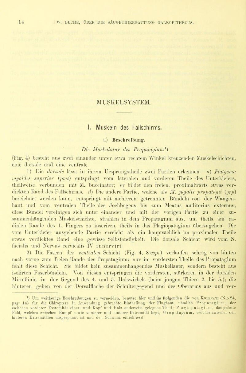 MUSKELSYSTEM. I. Muskeln des Fallschirms, a) Beschreibung. Die Muskulatur des Propatagium1) (Fig. 4) besteht aus zwei einander unter etwa rechtem Winkel kreuzenden Muskelschichten, eine dorsale und eine ventrale. 1) Die dorsale lässt in ihrem Ursprungstheile zwei Partien erkennen. cc) Platysma myoides superior (pms) entspringt vom lateralen und vorderen Theile des Unterkiefers, theilweise verbunden mit M. buccinator; er bildet den freien, proximalwärts etwas ver- dickten Rand des Fallschirms, ß) Die andere Partie, welche als M. jugalis propatagii (jrp) bezeichnet werden kann, entspringt mit mehreren getrennten Bündeln von der Wangen- haut und vom ventralen Theile des Jochbogens bis zum Meatus auditorius externus; diese Bündel vereinigen sich unter einander und mit der vorigen Partie zu einer zu- sammenhängenden Muskelschichte, strahlen in dem Propatagium aus, um theils am ra- dialen Rande des 1. Fingers zu inseriren, theils in das Plagiopatagium überzugehen. Die vom Unterkiefer ausgehende Partie erreicht als ein hauptsächlich im proximalen Theile etwas verdicktes Band eine gewisse Selbständigkeit. Die dorsale Schicht wird vom N. facialis und Nervus cervicalis IV innervirt. 2) Die Fasern der ventralen Schicht (Fig. 4, 8 vspr) verlaufen schräg von hinten nach vorne zum freien Rande des Propatagium; nur im vordersten Theile des Propatagium fehlt diese Schicht. Sie bildet kein zusammenhängendes Muskellager, sondern besteht aus isolirten Faserbündeln. Von diesen entspringen die vordersten, stärkeren in der dorsalen Mittellinie in der Gegend des 4. und 5. Halswirbels (beim jungen Thiere 2. bis 5.); die hinteren gehen von der Dorsalfläche der Schultergegend und des Oberarms aus und ver- !) Um weitläufige Beschreibungen zu vermeiden, benutze hier und im Folgenden die von Kolenati (N:o 24, pag. 14) für die Chiroptera in Anwendung gebrachte Eintheilung der Flughaut, nämlich Propatagium, der zwischen vorderer Extremität einer- und Kopf und Hals anderseits gelegene Theil; Plagiopatagium, das grösste Feld, welches zwischen Rumpf sowie vorderer und hinterer Extremität liegt; Uropatagium, welches zwischen den hinteren Extremitäten ausgespannt ist und den Schwanz einschliesst.