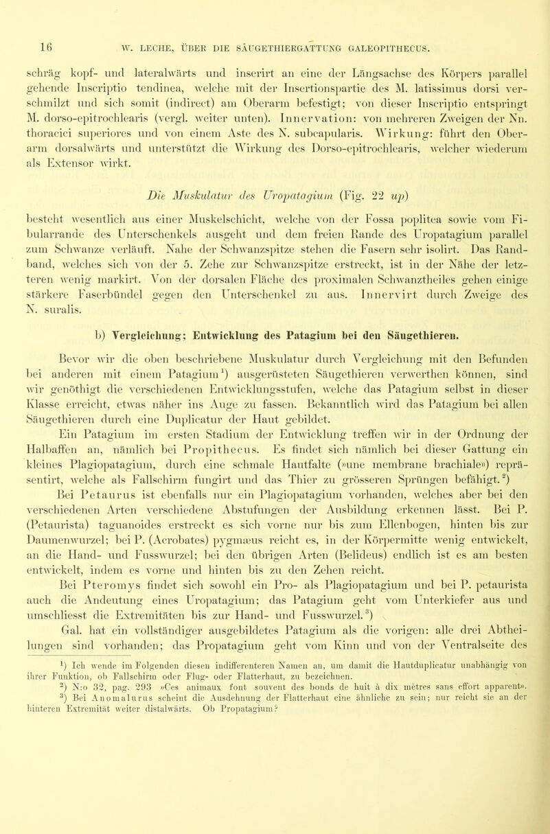 schräg köpf- und lateralwärts und inserirt an eine der Längsachse des Körpers parallel gehende Inscriptio tendinea, welche mit der Insertionspartie des M. latissimus dorsi ver- schmilzt und sich somit (indirect) am Oberarm befestigt; von dieser Inscriptio entspringt M. dorso-epitrochlearis (vergl. weiter unten). Innervation: von mehreren Zweigen der Nn. thoracici superiores und von einem Aste des N. subcapularis. Wirkung: führt den Ober- arm dorsahvärts und unterstützt die Wirkung des Dorso-epitrochlearis, welcher wiederum als Extensor wirkt. Die Muskulatur des Uropatagium (Fig. 22 up) besteht wesentlich aus einer Muskelschicht, welche von der Fossa poplitea sowie vom Fi- bularrande des Unterschenkels ausgeht und dem freien Rande des Uropatagium parallel zum Schwänze verläuft. Nahe der Schwanzspitze stehen die Fasern sehr isolirt. Das Rand- band, welches sich von der 5. Zehe zur Schwanzspitze erstreckt, ist in der Nähe der letz- teren wenig markirt. Von der dorsalen Fläche des proximalen Schwanztheiles gehen einige stärkere Faserbündel gegen den Unterschenkel zu aus. Innervirt durch Zweige des N. suralis. b) Vergleichung; Entwicklung des Patagium hei den Säugetliieren. Bevor wir die oben beschriebene Muskulatur durch Vergleichung mit den Befunden bei anderen mit einem Patagium1) ausgerüsteten Säugetliieren verwerthen können, sind wir genöthigt die verschiedenen Entwicklungsstufen, welche das Patagium selbst in dieser Klasse erreicht, etwas näher ins Auge zu fassen. Bekanntlich wird das Patagium bei allen Säugetliieren durch eine Duplicatur der Haut gebildet. Ein Patagium im ersten Stadium der Entwicklung treffen wir in der Ordnung der Halbaffen an, nämlich bei Propithecus. Es findet sich nämlich bei dieser Gattung ein kleines Plagiopatagium, durch eine schmale Hautfalte (»une membrane brachiale«) reprä- sentirt, welche als Fallschirm fungirt und das Thier zu grösseren Sprüngen befähigt.2) Bei Petaurus ist ebenfalls nur ein Plagiopatagium vorhanden, welches aber bei den verschiedenen Arten verschiedene Abstufungen der Ausbildung erkennen lässt. Bei P. (Petaurista) taguanoides erstreckt es sich vorne nur bis zum Ellenbogen, hinten bis zur Daumenwurzel; bei P. (Acrobates) pygmasus reicht es, in der Körpermitte wenig entwickelt, an die Hand- und Fusswurzel; bei den übrigen Arten (Belideus) endlich ist es am besten entwickelt, indem es vorne und hinten bis zu den Zehen reicht. Bei Pteromys findet sich sowohl ein Pro- als Plagiopatagium und bei P. petaurista auch die Andeutung eines Uropatagium; das Patagium geht vom LTnterkiefer aus und umschliesst die Extremitäten bis zur Hand- und Fusswurzel.3) Gal. hat ein vollständiger ausgebildetes Patagium als die vorigen: alle drei Abthei- lungen sind vorhanden; das Pröpatagium geht vom Kinn und von der Ventralseite des *) Ich wende im Folgenden diesen indifferenteren Namen an, um damit die Hautduplicatur unabhängig von ihrer Funktion, ob Fallschirm oder Flug- oder Flatterliaut, zu bezeichnen. 2) N:o 32, pag. 293 »Ces animaux font souvent des bonds de huit ä dix metres sans effort apparent». 3) Bei Anomalurus scheint die Ausdehnung der Flatterhaut eine ähnliche zu sein; nur reicht sie an der hinteren Extremität weiter distalwärts. Ob Pröpatagium?