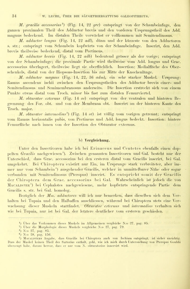 M. gracilis accessorius1) (Fig. 14, 22 grc) entspringt von der Schambeinfuge, den ganzen proximalen Theil des Adductor brevis und den vorderen Ursprungstheil des Add. magnus bedeckend. Im distalen Theile verwächst er vollkommen mit Semitendinosus. M. adductor longus (Fig. 14, 22 adl), dünn und der kürzeste von den Adductoren s. str.; entspringt vom Schambein kopfwärts von der Schambeinfuge. Inserirt, den Add. brevis theilweise bedeckend, distal vom Pectineus. M. adductor brevis (Fig. 14, 22 adb) bedeutend grösser als der vorige; entspringt von der Schambeinfuge; die proximale Partie wird theilweise vom Add. longus und Grac. accessorius überlagert, theilweise liegt sie oberflächlich. Insertion: Medialfläche des Ober- schenkels, distal von der lliopsoas-Insertion bis zur Mitte der Knochenlänge. M. adductor magnus (Fig. 14, 22, 36 adm), ein sehr starker Muskel. Ursprung: Ramus ascendens ischii zwischen den Ursprungstheilen des Adductor brevis einer- und Semitendinosus und Semimembranosus anderseits. Die Insertion erstreckt sich von einem Punkte etwas distal vom Troch. minor bis fast zum distalen Femurviertel. M. obturator externus (Fig. 14 oe) entspringt von der ventralen und hinteren Be- grenzung des For. obt. und von der Membrana obt. Inserirt an der hinteren Kante des Troch. major. M. obturator intermedius2) (Fig. 14 ot) ist völlig vom vorigen getrennt; entspringt vom Ramus horizontalis pubis, von Pectineus und Add. longus bedeckt. Insertion: hintere Femurfläche nacli innen von der Insertion des Obturator externus. b) Vergleichung. Unter den Insectivoren habe ich bei Erinaceus und Centetes ebenfalls einen dop- pelten Gracilis nachgewiesen3). Zwischen genannten Insectivoren und Gal. besteht nur der Unterschied, dass Grac. accessorius bei den ersteren distal vom Gracilis inserirt, bei Gal. umgekehrt. Bei Chiroptera existirt nur Ein, im Ursprünge stark verbreiteter, aber im- mer nur vom Schambein4 5) ausgehender Gracilis, welcher in unmittelbarer Nähe oder sogar verbunden mit Semitendinosus (Pteropus) inserirt. Es entspricht somit der Gracilis der Chiroptera dem Grac. accessorius bei Gal. Wahrscheinlich ist jedoch die von Macalister'1) bei Cephalotes nachgewiesene, mehr kopfwärts entspringende Partie dem Gracilis s. str. bei Gal. homolog. Bezüglich der Mm. adductores will ich nur bemerken, dass dieselben sich dem Ver- halten bei Tupaia und den Halbaffen anschliessen, während bei Chiroptera stets eine Ver- wachsung dieser Muskeln stattfindet. Obturator externus und intermedius verhalten sich wie bei Tupaia, nur ist bei Gal. der letztere deutlicher vom ersteren geschieden. ’) Über das Vorkommen dieses Muskels im Allgemeinen vergleiche N:o 27, pag. 85. 2) Über die Morphologie dieses Muskels vergleiche N:o 27, pag. 79. 3) N:o 27, pag. 85. 4) N:o 28, pag. 156. 5) Macalisters Angabe, dass Gracilis bei Chiroptera auch von Ischium entspringt, ist sicher unrichtig. Dass der Muskel keinen Theil des Sartorius enthält, geht, wie ich mich durch Untersuchung von Pteropus Gouldii überzeugt habe, daraus hervor, dass er nur vom N. obturatorius innervirt wird.