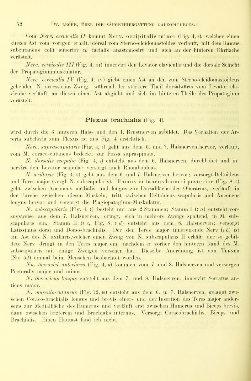 Vom Nerv, cervicalis II kommt Nerv, occipitalis minor (Fig. 4, :i), welcher einen kurzen Ast vom vorigen erhält, dorsal vom Sterno-cleidomastoides verläuft, mit dem Ramus subcutaneus colli superior n. facialis anastomosirt und sich an der hinteren Ohrfläche verästelt. Nerv, cervicalis III (Fig. 4, iii) innervirt den Levator claviculae und die dorsale Schicht der Propatagiummuskulatur. Nerv, cervicalis IV (Fig. 4, iv) giebt einen Ast an den zum Sterno-cleidomastoideus gehenden N. accessorius-Zweig, während der stärkere Theil dorsalwärts vom Levator cla- viculie verläuft, an diesen einen Ast abgiebt und sich im hinteren Theile des Propatagium verästelt. Plexus Brachialis (Fig. 4). wird durch die 3 hinteren Hals- und den 1. Brustnerven gebildet. Das Verhalten der Ar- teria subclavia zum Plexus ist aus Fig. 4 ersichtlich. Nerv, suprascapularis (Fig. 4, f) geht aus dem 6. und 7. Halsnerven hervor, verläuft, vom M. coraco-cutaneus bedeckt, zur Fossa supraspinata. N. dorsalis scapulce (Fig. 4, 5) entsteht aus dem 6. Halsnerven, durchbohrt und in- nervirt den Levator scapulas; versorgt auch Rhomboideus. N. axillaris (Fig. 4, e) geht aus dem 6. und 7. Halsnerven hervor; versorgt Deltoideus und Teres major (vergl. N. subscapularis). Ramus cutaneus hunieri posterior (Fig. 8, e) geht zwischen Anconeus medialis und longus zur Dorsalfläche des Oberarms, verläuft in der Furche zwischen diesen Muskeln, tritt zwischen Deltoideus scapularis und Anconeus longus hervor und versorgt die Plagiopatagium-Muskulatur. N. subscapularis (Fig. 4, 7) besteht nur aus 2 Stämmen; Stamm I (7 a) entsteht vor- zugsweise aus dem 7. Halsnerven, dringt, sich in mehrere Zweige spaltend, in M. sub- scapularis ein. Stamm II (7 c, Fig. 8, 7 d) entsteht aus dem 8. Halsnerven; versorgt Latissimus dorsi und Dorso-braehialis. Der den Teres major innervirende Nerv (7 b) ist ein Ast des N. axillaris,welcher einen Zweig von N. subscapularis II erhält; der so gebil- dete Nerv dringt in den Teres major ein, nachdem er vorher den hinteren Rand des M. subscapularis mit einige Zweigen versehen hat. Dieselbe Anordnung ist von Turner (N:o 52) einmal beim Menschen beobachtet worden. Nn. thoracici anteriores (Fig. 4, s) kommen vom 7. und 8. Halsnerven und versorgen Pectoralis major und minor. N. thoracicus longus entsteht aus dem 7. und 8. Halsnerven; innervirt Serratus an- ticus major. N. musculo-cutaneus (Fig. 12, 10) entsteht aus dem 6. u. 7. Halsnerven, gelangt zwi- schen Coraco-brachialis longus und brevis einer- und der Insertion des Teres major ander- seits zur Medialfläche des Humerus und verläuft erst zwischen Humerus und Biceps brevis, dann zwischen letzterem und Brachialis internus. Versorgt Coracobrachialis, Biceps und Brachialis. Einen Hautast fand ich nicht.