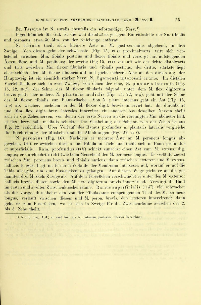 Bei Tarsius ist N. suralis ebenfalls ein selbständiger Nerv.1) Eigenthümlich für Gal. ist die weit distalwärts gelegene Eintrittsstelle der Nri. tibialis und peroneus, etwa 30 Mm. von der Kniebeuge entfernt. N. tibialis theilt sich, kleinere Aste an M. gastrocnemius abgebend, in drei Zweige. Von diesen geht der schwächste (Fig. 15, 19 i) proximalwärts, tritt sich ver- ästelnd zwischen Mm. tibialis posticus und flexor tibialis und versorgt mit aufsteigenden Ästen diese und M. popliteus; der zweite (Fig 15, 191) verläuft wie der dritte distalwärts und tritt zwischen Mm. flexor fibularis und tibialis posticus; der dritte, stärkste liegt oberflächlich dem M. flexor fibularis auf und giebt mehrere Äste an den diesen ab; der Hauptzweig ist ein ziemlich starker Nerv: N. ligamenti interossii cruris. Im distalen Viertel theilt er sich in zwei Zweige, von denen der eine, N. plantaris lateralis (Fig. 15, 22, 19/), der Sehne des M. flexor fibularis folgend, unter dem M. flex. digitorum brevis geht; der andere, N. plantaris medialis (Fig. 15, 22, 19 </), geht mit der Sehne des M. flexor tibialis zur Plantarfläche. Von N. plant, internus geht ein Ast (Fig. 15, 19 o) ab, welcher, nachdem er den M. flexor digit. brevis innervirt hat, ihn durchbohrt und Mm. flex. digit. brev. laterales innervirt; ein anderer Ast desselben Nerven theilt sich in die Zehennerven, von denen der erste Nerven an die vereinigten Mm. abductor hall, et flex. brev. hall, medialis schickt. Die Vertheilung der Sohlennerven der Zehen ist aus Fig. 22 ersichtlich. Über Verlauf des Ramus profundus n. plantaris lateralis vergleiche die Beschreibung der Muskeln und die Abbildungen (Fig. 22, 19/). N. peroneus (Fig. 16). Nachdem er mehrere Äste an M. peroneus longus ab- gegeben, tritt er zwischen diesem und Fibula in Tiefe und theilt sich in Rami profundus et superficialis. Rain, profundus (19h!) schickt zunächst einen Ast zum M. extens. dig. longus; er durchbohrt nicht (wie beim Menschen) den M. peroneus longus. Er verläuft zuerst zwischen Mm. peroneus brevis und tibialis anticus, dann zwischen letzterem und M. extens. hallucis longus, liegt im ferneren Verlaufe der Membrana interossea auf, worauf er auf die Tibia übergeht, um zum Fussrücken zu gelangen. Auf diesem Wege giebt er an die ge- nannten drei Muskeln Zweige ab. Auf dem Fussrücken verschwindet er unter den M. extensor hallucis brevis, diesen sowie den M. ext. digitorum brevis innervirend. Versorgt die Haut im ersten und zweiten Zwischenknochenraume. Ramus superficialis (19 A), viel schwächer als der vorige, durchbohrt den von der Fibulakante entspringenden Theil des M. peroneus longus, verläuft zwischen diesem und M. peron. brevis, den letzteren innervirend; dann geht er zum Fussrücken, wo er sich in Zweige für die Zwischenräume zwischen der 2. bis 5. Zehe theilt. ') N:o 3, pag. 101; er wird liier als N. cutaneus posterior inferior bezeichnet.