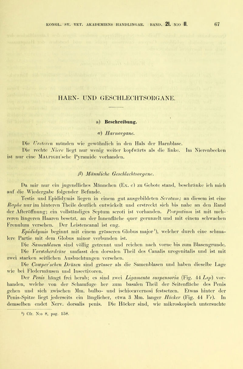 HARN- UND GESCHLECHTSORGANE. a) Beschreibung. a) Harnorgane. Die Ureteren münden wie gewöhnlich in den Hals der Harnblase. Die rechte Niere liegt nur wenig weiter kopfwärts als die linke. Im Nierenbecken ist nur eine Maleighi’scIic Pyramide vorhanden. ß) Männliche Geschlechtsorgane. Da mir nur ein jugendliches Männchen (Ex. c) zu Gebote stand, beschränke ich mich auf die Wiedergabe folgender Befunde. Testis und Epididymis liegen in einem gut ausgebildeten Scrotum; an diesem ist eine Raphe nur im hinteren Tlieile deutlich entwickelt und erstreckt sich bis nahe an den Rand der Afteröffnung; ein vollständiges Septum scroti ist vorhanden. Prceputium ist mit meh- reren längeren Haaren besetzt, an der Innenfläche quer gerunzelt und mit einem schwachen Frenulum versehen. Der Leistencanal ist eng. Epididymis beginnt mit einem grösseren Globus major1), welcher durch eine schma- lere Partie mit dem Globus minor verbunden ist. Die Samenblasen sind völlig getrennt und reichen nach vorne bis zum Blasengrunde. Die Vorsteherdrüse umfasst den dorsalen Theil des Canalis urogenitalis und ist mit zwei starken seitlichen Ausbuchtungen versehen. Die Cowper sehen Drüsen sind grösser als die Samenblasen und haben dieselbe Lage wie bei Fledermäusen und Insectivoren. Der Penis hängt frei herab; es sind zwei Ligamenta suspensoria (Fig. 44 Lsp) vor- handen, welche von der Schamfuge her zum basalen Theil der Seitenfläche des Penis gehen und sich zwischen Mm. bulbo- und ischioeavernosi festsetzen. Etwas hinter der Penis-Spitze liegt jederseits ein länglicher, etwa 3 Mm. langer Höcker (Fig. 44 Vr). In demselben endet Nerv, dorsalis penis. Die Höcker sind, wie mikroskopisch untersuchte b Cfr. N:o 8, pag. 158.