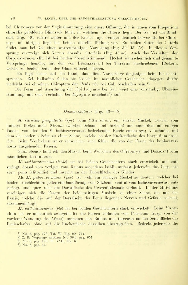 bei Chiromys vor der Vaginalinündung eine quere Öffnung, die in einen vom Praeputium clitoridis gebildeten Blindsack führt, in welchem die Clitoris liegt. Bei Gal. ist der Blind- sack (Fig. 39), relativ weiter und der Kitzler ragt weniger deutlich hervor als bei Chiro- mys, im übrigen liegt bei beiden dieselbe Bildung vor. Zu beiden Seiten der Clitoris findet man bei Gal. einen warzenförmigen Vorsprung (Fig. 39, 43 Vr). In diesem Vor- sprung verzweigt sich Nervus dorsalis clitoridis (Fig. 43 nc). Auch das Verhalten der Corp. cavernosa clit. ist bei beiden übereinstimmend. Höchst wahrscheinlich sind genannte Vorsprünge homolog mit den von Burmeister1) bei Tarsiius beschriebenen Höckern, welche zu beiden Seiten der Glans clitoridis liegen. Es liegt ferner auf der Hand, dass diese Vorsprünge denjenigen beim Penis ent- sprechen. Bei Halbaffen fehlen sie jedoch im männlichen Geschlecht; dagegen dürfte vielleicht bei einzelnen Chiroptera der Penis wie bei Gal. beschaffen sein.2) Die Form und Anordnung der Epididymis bei Gal. weist eine vollständige Überein- stimmung mit dem Verhalten bei Myogale moschata3) auf. Dammuskulatur (Fig. 43—45). M. retractor prceputialis (rpr) beim Männchen: ein starker Muskel, welcher vom hinteren Beckenrande (Grenze zwischen Scham- und Sitzbein) und ausserdem mit einigen Fasern von der den M. ischiocavernosus bedeckenden Fascie entspringt; verschmilzt mit dem der anderen Seite zu einer Sehne, welche an der Rückenfläche des Praeputium inse- l’irt. Beim Weibchen ist er schwächer; auch fehlen die von der Fascie des Ischiocaver- nosus ausgehenden Fasern. Ganz ebenso fand ich den Muskel beim Weibchen des Chiromys und Dobson4) beim männlichen Erin aceu s. M. ischiocavernosus (ischc) ist bei beiden Geschlechtern stark entwickelt und ent- springt dorsal vom vorigen vom Ramus ascendens ischii, umfasst jederseits das Corp. ca- vern. penis (clitoridis) und inserirt an der Dorsalfläche des Gliedes. Als M. pubocavernosus (pbc) ist wohl ein paariger Muskel zu deuten, welcher bei beiden Geschlechtern jederseits bandförmig vom Sitzbein, ventral vom Ischiocavernosus, ent- springt und quer über die Dorsalfläche des Urogenitalcanals verläuft. In der Mittellinie vereinigen sich die Fasern der beiderseitigen Muskeln zu einer Sehne, die mit der Fascie, welche die auf der Dorsalseite des Penis liegenden Nerven und Gefässe bedeckt, z usammenh än gt. M. bulbocavernosus (blc.) ist bei beiden Geschlechtern stark entwickelt. Beim Männ- chen ist er undeutlich zweigetheilt; die Fasern verlaufen vom Perineum (resp. von der vorderen Wandung des Afters), umfassen den Bulbus und inseriren an der Seitenfläche des Penisschaftes ohne auf die Rückenfläche desselben überzugreifen. Bedeckt jederseits die ') N:o 3, pag. 125, Taf. VI, Fig. 20, 21 a. 2) Z. B. Vesperugo serotinus N:o 36 b, pag. 657. 3) N:o 8, pag. 158, PI. XXII, Fig. 6. 4) N:o 8, pag. 46.