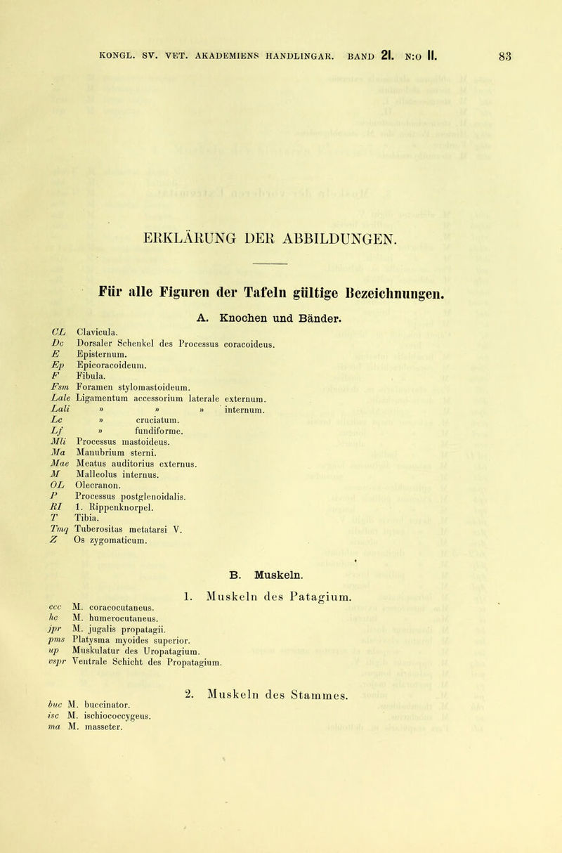 ERKLÄRUNG DER ABBILDUNGEN. Für alle Figuren der Tafeln gültige Bezeichnungen. A. Knochen und Bänder. CL Clavicula. De Dorsaler Schenkel des Processus coracoideus. E Episternum. Ep Epicoracoideum. F Fibula. Fsm Foramen stylomastoideum. Laie Ligamentum accessorium laterale externum. Lali » » » internum. Lc » cruciatum. Lf » fundiforme. MH Processus mastoideus. Ma Mauubrium sterni. Mae Meatus auditorius externus. M Malleolus internus. OL Olecranon. P Processus postglenoidalis. BI 1. Rippenknorpel. T Tibia. Tmq Tuberositas metatarsi V. Z Os zygomaticum. B. Muskeln. 1. Muskeln des Patagium. ccc M. coracocutaneus. hc M. humerocutaneus. jpr M. jugalis propatagii. pms Platysma myoides superior. up Muskulatur des Uropatagium. vspr Ventrale Schicht des Propatagium. 2. Muskeln des Stammes. buc M. buccinator. isc M. ischiococcygeus. ma M. masseter.