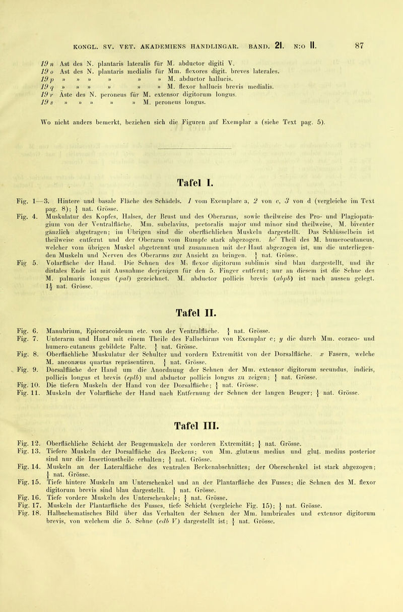 19 n Ast des N. plantaris lateralis für M. abductor digiti V. 19 o Ast des N. plantaris niedialis für Mm. flexores digit. breves laterales. 19 p » » » » » » M. abductor hallucis. 19 q » » » » » » M. flexor hallucis brevis medialis. 19 r Äste des N. peroneus für M. extensor digitorum longus. 19 s » » » » » M. peroneus longus. Wo nicht anders bemerkt, beziehen sich die Figuren auf Exemplar a (siehe Text pag. 5). Tafel I. Fig. 1—3. Hintere und basale Fläche des Schädels. 1 vom Exemplare a, 2 von c, 3 von d (vergleiche im Text pag. 8); | nat. Grösse. Fig. 4. Muskulatur des Kopfes, Halses, der Brust und des Oberarms, sowie theilweise des Pro- und Plagiopata- gium von der Ventralfläche. Mm. subclavius, pectoralis major und minor sind theilweise, M. biventer gänzlich abgetragen; im Übrigen sind die oberflächlichen Muskeln dargestellt. Das Schlüsselbein ist theilweise entfernt und der Oberarm vom Rumpfe stark abgezogen, hc Theil des M. hmnerocutaneus, welcher vom übrigen Muskel abgetrennt und zusammen mit der Haut abgezogen ist, um die unterliegen- den Muskeln und Nerven des Oberarms zur Ansicht zu bringen. ] nat. Grösse. Fig 5. Volarfläche der Hand. Die Sehnen des M-. flexor digitorum sublimis sind blau dargestellt, und ihr distales Ende ist mit Ausnahme derjenigen für den 5. Finger entfernt; nur an diesem ist die Sehne des M. palmaris longus {pal) gezeichnet. M. abductor pollicis brevis {abpb) ist nach aussen gelegt. 14 nat. Grösse. Tafel II. Fig. 6. Manubrium, Epicoracoideum etc. von der Ventralfläche. } nat. Grösse. Fig. 7. Unterarm und Hand mit einem Theile des Fallschirms von Exemplar c; y die durch Mm. coraco- und humero-cutaneus gebildete Falte. J nat. Grösse. Fig. 8. Oberflächliche Muskulatur der Schulter und vordem Extremität von der Dorsalfläche, x Fasern, welche M. anconseus quartus repräsentiren. } nat. Grösse. Fig. 9. Dorsalfläche der Hand um die Anordnung der Sehnen der Mm. extensor digitorum secundus, indicis, pollicis longus et brevis {eplb) und abductor pollicis longus zu zeigen; ] nat. Grösse. Fig. 10. Die tiefem Muskeln der Hand von der Dorsalfläche; } nat. Grösse. Fig. 11. Muskeln der Volarfläche der Hand nach Entfernung der Sehnen der langen Beuger; -}- nat. Grösse. Tafel III. Fig. 12. Oberflächliche Schicht der Beugemuskeln der vorderen Extremität; } nat. Grösse. Fig. 13. Tiefere Muskeln der Dorsalfläche des Beckens; von Mm. .glutseus medius und glut. medius posterior sind nur die Insertionstheile erhalten; J nat. Grösse. Fig. 14. Muskeln an der Lateralfläche des ventralen Beckenabschnittes; der Oberschenkel ist stark abgezogen; } nat. Grösse. Fig. 15. Tiefe hintere Muskeln am Unterschenkel und an der Plantarfläche des Fusses; die Sehnen des M. flexor digitorum brevis sind blau dargestellt. ] nat. Grösse. Fig. IG. Tiefe vordere Muskeln des Unterschenkels; nat. Grösse. Fig. 17. Muskeln der Plantarfläche des Fusses, tiefe Schicht (vergleiche Fig. 15); } nat. Grösse. Fig. 18. Halbschematisches Bild über das Verhalten der Sehnen der Mm. lumbricales und extensor digitorum brevis, von welchem die 5. Sehne {edb V) dargestellt ist; -}- nat. Grösse.