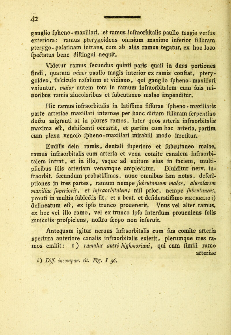 ganglio fpheno - maxillari, et ramos infraorbitalis paullo magis verius exteriora: ramus pterygoideus omnium maxime inferior fiffuram pterygo-palatinam intrans, cum ab aliis ramus tegatur, ex hoc loco fpe&atus bene diftingui nequit Videtur ramus fecundus quinti paris quafi in duas portiones findi, quarum minor paullo magis interior ex ramis condat, ptery- goideo, fafciculo nafalium et vidiano, qui ganglio fpheno- maxillari vniimtur, maior autem tota in ramum infraorbitalem cum fuis mi- noribus ramis aiueolaribus et fubcutaneo malae impenditur. Hic ramus infraorbitalis in latiffima filiurae fpheno-maxillaris parte arteriae maxillari internae per hanc diftam fifluram ferpentino dufiiu migranti at in piares ramos, inter quos arteria infraorbitalis maxima eft, defiifcenti occurrit, et partiin cum hac arteria, partita cum plexu venofo fpheno-maxillari mirabili modo irretitur. Emiflis dein ramis, dentali fuperiore et fubcutaneo malae, ramus infraorbitalis cum arteria et vena comite canalem infraorbi- talem intrat, et in illo, vsque ad exitum eius in faciem, multi- plicibus filis arteriam venamque ample&itur. Diuiditur nerv. in- fraorbit. fecundum probatilfimas, nunc omnibus iam notas, deferi- ptiones in tres partes , ramum nempe fubcutaneam malae, alueolarem maxillae /aperioris, et infraorbitalem; nifi prior, nempe fubcutaneus, prout! in multis fubieftis fit, et a beat, et defideratiffimo meckelkm) delineafcum eft, ex ipfo trunco prouenerit. Vnus vel alter ramus, ex hoc vel illo ramo, vel ex trunco ipfo interdum proueniens folis mufculis profpiciens, noftro fcopo non inferuit. Antequam igitur nemus infraorbitalis cum fua comite arteria apertura anteriore canalis infraorbitalis exierit, plerumque tres ra- mos emifit: i) ramulus antri highmoriani, qui cum fimili ramo arteriae i) Diff. incompar. di. Fig. I 56.