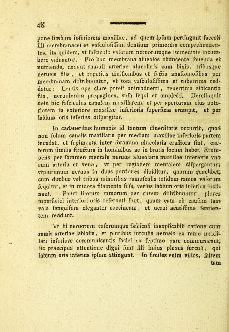 pone limbum inferiorem maxillae, ad quem ipfum pertmgunt faccoli ilii membranacei er vafcdofiffimi dentium primordia comprehenden- tes, ita quidem, vt fafcieulo vaforum neruorumque immediate incum- bere videantur. Pro hac membrana afueolos obducente fouenda et nutrienda, exeunt ramuli arteriae alueolaris cum binis, tribusque nerueis filis „ et repetitis diulfionibus et faftis anaffomofibus per membranam di fir i boantur, vt tota vafcolofiffitBa et ruberrima'red- datur: Lentis ope clare potefi animaduerti, tenerrima albicantia fila, neruulorura propagines, vafa fequi et amplefti. Derelinquit dein hic falci culus canalem maxillarem, et per aperturam eius ante- riorem in exteriore maxillae inferioris fuperficie erumpit, et pesr labium oris inferius difpergitur. In cadaeeribus humanis id tantum diuerfitatis occurrit, quod non folum canalis maxillaris per mediam maxillae inferioris partem Incedat, et fepimenta inter foramina alueolaria craffiora fmt, eae- terum fimilis firuftura in hominibus ac in brutis locum habet. Erum- pens per foramen mentale nemus alueolaris maxillae inferioris vna eum arteria et vena, vt per regionem mentalem difpergantur £ vtplurimura nemus in duas portiones diuiditur, quarum quaelibet! cum duobus vel tribus minoribus ramufcolis totidem ramos vaforum fequi fur, et in minora filamenta fiffa, verfus labium oris inferius iodi- nant Pauci illorum ramorum per cutem diftribuuntur, plores fuperfieiei interiori oris referuati fant, quam eam ob cadam tans vafa fanguifera eleganter coccineam, et merui acuti flime featiea- tem reddunt. Vt hi nemorum vaforumque fafcieulr inexplicabili ratione cum famis arteriae labialis, et pluribus furculis nerueis ex ramo maxil- lari inferiore communicantis faciei ex feptimo pare communicant, fic praecipua attentione digni fimt illi huius plexus furculi, qui labium oris inferius ipfum attingunt. In fimiles enim villos, faltera tarm