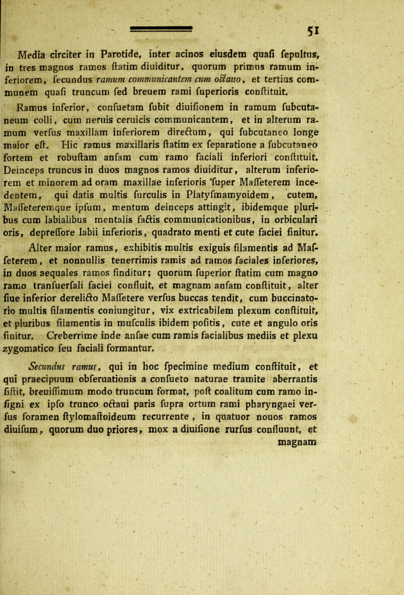 Media circiter in Parotide, inter acinos eiusdem quafi fepultus, in tres magnos ramos ftatim diniditur, quorum primus ramum in- feriorem, fecundus ramum communicantem cum offiaao, et tertias com- munem quafi truncum fed breuem rami fuperioris conftituit. * Ramus inferior, confuetam fubit diuifionem in ramum fubcuta- nenm colli, cum neruis ceruicis communicantem, et in alterum ra- mum verfus maxillam inferiorem dire&um, qui fubcutaneo longe maior eft. Hic ramus maxillaris ftatim ex feparatione a fubcutaneo fortem et robuftam anfam cum ramo faciali inferiori conftituit. Deinceps truncus in duos magnos ramos diuiditur, alterum inferio- rem et minorem ad oram maxillae inferioris 'fuper Mafieterem ince- dentem, qui datis multis furculis in Platyfmamyoidem, cutem, Mafteteremque ipfum, mentum deinceps attingit, ibidemque pluri- bus cum labialibus mentalis faftis communicationibus, in orbiculari oris, depreffore labii inferioris, quadrato menti et cute faciei finitur. Alter maior ramus, exhibitis multis exiguis filamentis ad Maf- feterem, et nonnullis tenerrimis ramis ad ramos faciales inferiores, in duos aequales ramos finditur; quorum fuperior ftatim cum magno ramo tranfuerfali faciei confluit, et magnam anfam conftituit, alter fiue inferior derelifto Maftetere verfus buccas tendit, cum buccinato- rio multis filamentis coniungitur, vix extricabilem plexum conftituit, et pluribus filamentis in mufculis ibidem pofitis, cute et angulo oris finitur. Creberrime inde anfae cum ramis facialibus mediis et plexu zygomatico feu faciali formantur. Secundus ramus ^ qui in hoc fpecimine medium conftituit, et qui praecipuum obferuationis a confueto naturae tramite aberrantis fiftit, breuiflimum modo truncum format, poft coalitum cum ramo in- figni ex ipfo trunco oftaui paris fupra ortum rami pharyngaei ver- fus foramen ftylomaftoideum recurrente , in quatuor nouos ramos diuifum, quorum duo priores, mox a diuifione rurfus confluunt, et magnam r