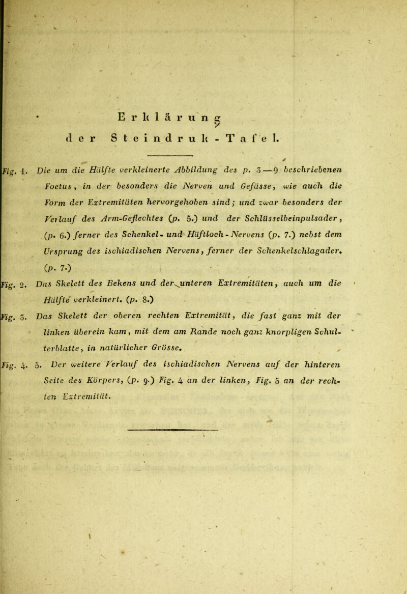 / * Erklärung der 8 t e i n d r u k - T a f 'e I. , . f » s ' . j ] \ - 4 Fig, «l, Die um die Hälfte verkleinerte Abbildung des p. 3—9 beschriebenen Foetus , in der besonders die Nerven und Gefässe, wie auch die Form der Extremitäten hervorgehoben sind; und zwar besonders der Hel lauf des Arm-Geflechtes (p. 5.) und der Schlüsselbeinpulsader, (p. 6.) ferner des Schenkel- im<2 Hiiftlocli - Nervens (p. 7.) rce&jf (lem Ursprung des iscliiadischen Nervens, ferner der Schenkel Schlagader* Cp- 70 - ■ s / Fig. 2. Da.s Skelett des Eekens und der^unteren Extremitäten, auch um die Hälfte verkleinert. (p. 8.) Fig, o. Das Skelett der oberen rechten Extremität, die fast ganz mit der linken überein kam, mit dem am Rande noch ganz knorpligen Schul- terblatte y in natürlicher Grösse♦ Fig. 4. 5. Der weitere Perlauf des ischiadischen Nervens auf der hinteren Seite des Körpers, (p. 9.) Fig, 4 an der linken, Fig, 5 an der rech- ten Extremität, \ v t I