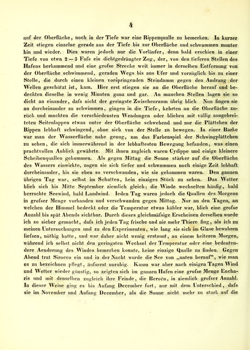 qnf der Oberfläche, noch in der Tiefe war eine Rippenqualle zu bemerken. In kurzer Zeit stiegen einzelne gerade aus der Tiefe bis zur Oberfläche und schwammen munter bin und wieder. Dies waren jedoch nur die Vorläufer, denn bald erschien in einer Tiefe von etwa 2— 3 Fufs ein dichtgedrängter Zug, der, von den tieferen Stellen des Hafens herkommend und eine grofse Strecke weit immer in derselben Entfernung von der Oberfläche schwimmend, geraden Wegs bis ans Ufer und vorzüglich bis zu einer Stelle, die durch einen kleinen vorspringenden Steindamm gegen den Andrang der Wellen geschützt ist, kam. Hier erst stiegen sie an die Oberfläche herauf und be- deckten dieselbe in wenig Minuten ganz und gar. An manchen Stellen lagen sie so dicht an einander, dafs nicht der geringste Zwischenraum übrig blieb Nun fingen sie an durcheinander zu schwimmen, gingen in die Tiefe, kehrten an die Oberfläche zu- rück und machten die verschiedensten Wendungen oder blieben mit völlig ausgebrei- teten Seitenlappen etwas unter der Oberfläche schwebend und nur die Plättchen der Rippen lebhaft schwingend, ohne sich von der Stelle zu bewegen. In einer Barke war man der Wasserfläche nahe genug, um das Farbenspicl der Schwingplättchen zu sehen, die sich immerwährend in der lebhaftesten Bewegung befanden, was einen prachtvollen Anblick gewährte. Mit ihnen zugleich waren Cydippe und einige kleinere Scheibenquallen gekommen. Als gegen Mittag die Sonne stärker auf die Oberfläche des Wassers einwirkte, zogen sie sich tiefer und schwammen noch einige Zeit lebhaft durcheinander, bis sie eben so verschwanden, wie sie gekommen waren. Den ganzen übrigen Tag war, selbst im Schatten, kein einziges Stück zu sehen. Das Wetter blieb sich bis Mitte September ziemlich gleich; die Winde wechselten häufig, bald herrschte Seewind, bald Landwind. Icdcn Tag waren jedoch die Quallen des Morgens in grofscr Menge vorhanden und verschwanden gegen Mittag. Nur an den Tagen, an welchen der Himmel bedeckt oder die Temperatur etwas kühler war, blieb eine grofse Anzahl bis spät Abends sichtbar. Durch dieses gleichmäfsige Erscheinen derselben wurde ich so sicher gemacht, dafs ich jeden Tag frische und nie mehr Thiere fing, als ich zu meinen Untersuchungen und zu den Experimenten, wie lang sie sich im Glase bewahren liefsen, nöthig hatte, und war daher nicht wenig erstaunt, an einem heiteren Morgen, während ich selbst nicht den geringsten Wechsel der Temperatur oder eine bedeuten- dere Aenderung des Windes bemerken konnte, keine einzige Qualle zu finden. Gegen Abend trat Sirocco ein und in der Nacht wurde die See von „unten herauf”, wie man es zu bezeichnen pflegt, äufserst unruhig. Kaum war aber nach einigen Tagen Wind und Wetter wieder günstig, so zeigten sich im ganzen Hafen eine grofse Menge Eucha- ris und mit denselben zugleich ihre Feinde, die Beroen, in ziemlich grofser Anzahl. In dieser Weise ging es bis Anfang December fort, nur mit dem Unterschied, dafs sie im November und Anfang December, als die Sonne nicht mehr zu stark auf die