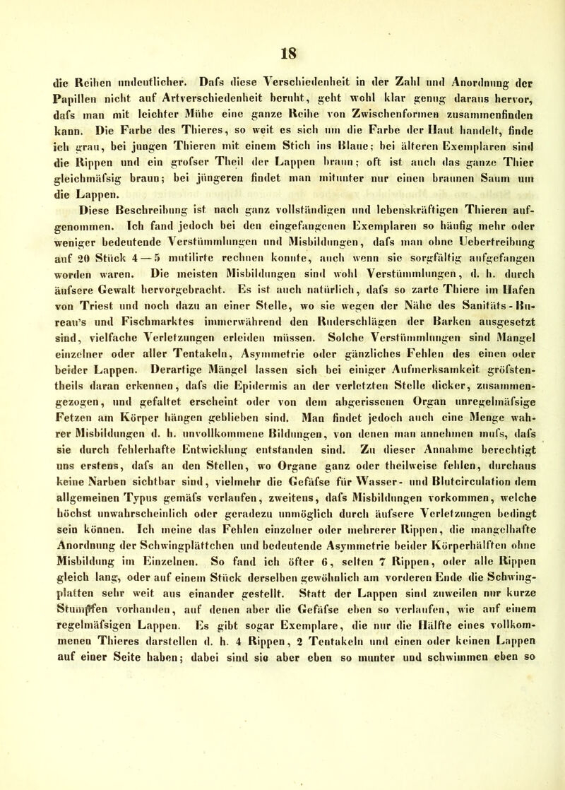 die Reihen undeutlicher. Dafs diese Verschiedenheit in der Zahl und Anordnung der Papillen nicht auf Artverschiedenheit beruht, geht wohl klar genug daraus hervor, dafs man mit leichter Mühe eine ganze Reihe von Zwischenformen zusammenfinden kann. Die Farbe des Thieres, so weit es sich um die Farbe der Haut handelt, finde ich grau, bei jungen Thicren mit einem Stich ins Blaue; bei älteren Exemplaren sind die Rippen und ein grofser Theil der Lappen braun; oft ist, auch das ganze Thier gleichmäfsig braun; bei jüngeren findet man mitunter nur einen braunen Saum um die Lappen. Diese Beschreibung ist nach ganz vollständigen und lebenskräftigen Thieren auf- genommen. Ich fand jedoch bei den eingefangenen Exemplaren so häufig mehr oder weniger bedeutende Verstümmlungen und Misbildungen, dafs man ohne Uebertreibung auf 20 Stück 4— 5 mutilirtc rechnen konnte, auch w'enn sie sorgfältig aufgefangen worden waren. Die meisten Misbildungen sind wohl Verstümmlungen, d. h. durch äufsere Gewalt hervorgebracht. Es ist auch natürlich, dafs so zarte Thiere im Hafen von Triest und noch dazu an einer Stelle, wo sie wegen der Nähe des Sanitäts - Bu- reau’s und Fischmarktes immerwährend den Ruderschlägen der Barken ausgesetzt sind, vielfache Verletzungen erleiden müssen. Solche Verstümmlungen sind Mangel einzelner oder aller Tentakeln, Asymmetrie oder gänzliches Fehlen des einen oder beider Lappen. Derartige Mängel lassen sich bei einiger Aufmerksamkeit gröfsten- theils daran erkennen, dafs die Epidermis an der verletzten Stelle dicker, zusammen- gezogen, und gefaltet erscheint oder von dem abgerissenen Organ unrcgclmäfsige Fetzen am Körper hängen geblieben sind. Man findet jedoch auch eine Menge wah- rer Misbildungen d. h. unvollkommene Bildungen, von denen man annehmen mufs, dafs sie durch fehlerhafte Entwicklung entstanden sind. Zu dieser Annahme berechtigt uns erstens, dafs an den Stellen, wo Organe ganz oder theilweise fehlen, durchaus keine Narben sichtbar sind, vielmehr die Gefäfse für Wasser- und Blutcirculation dem allgemeinen Typus gemäfs verlaufen, zweitens, dafs Misbildungen Vorkommen, welche höchst unwahrscheinlich oder geradezu unmöglich durch äufsere Verletzungen bedingt sein können. Ich meine das Fehlen einzelner oder mehrerer Rippen, die mangelhafte Anordnung der Schwingplättchen und bedeutende Asymmetrie beider Körperhälften ohne Misbildung im Einzelnen. So fand ich öfter 6, selten 7 Rippen, oder alle Rippen gleich lang, oder auf einem Stück derselben gewöhnlich am vorderen Ende die Schwing- platten sehr w’eit aus einander gestellt. Statt der Lappen sind zuweilen nur kurze Stumpfen vorhanden, auf denen aber die Gefäfse eben so verlaufen, wie auf einem regelmäfsigen Lappen. Es gibt sogar Exemplare, die nur die Hälfte eines vollkom- menen Thieres darstellen d. h. 4 Rippen, 2 Tentakeln und einen oder keinen Lappen auf einer Seite haben; dabei sind sio aber eben so munter und schwimmen eben so