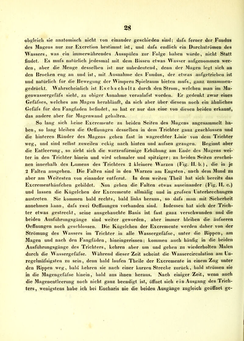 obgleich sie anatomisch nicht, von einander geschieden sind; dafs ferner der Fundus des Magens nur zur Excretion bestimmt ist, und dafs endlich ein Durchströmen des Wassers, was ein immerwährendes Ausspulen zur Folge haben würde, nicht Statt findet. Es mufs natürlich jedesmal mit dem Bissen etwas Wasser aufgeuommen wer- den, aber die Menge desselben ist nur unbedeutend, denn der Magen legt sich an den Brocken eng an und ist, mit Ausnahme des Fundus, der etwas aufgetrieben ist und natürlich für die Bewegung der Wimpern Spielraum bieten mufs, ganz zusammen- gedrückt. Wahrscheinlich ist Eschscholtz durch den Strom, welchen man im Ma- genwassergefäfs sieht, zu obiger Annahme vcranlafst worden. Er gedenkt zwar eines Gefäfses, welches am Magen herabläuft, da sich aber über diesem noch ein ähnliches Gefäfs für den Fangfaden befindet, so hat er nur das eine von diesen beiden erkannt, das andere aber für Magomvand gehalten. So lang sich keine Excrcmente zu beiden Seiten des Magens angcsammelt ha- ben, so lang bleiben die Oeffnungen desselben in dem Trichter ganz geschlossen und die hinteren Ränder des Magens gehen fast in wagrechter Linie von dem Trichter weg, und sind selbst zmveilen eckig nach hinten und aufsen gezogen. Beginnt aber die Entleerung, so zieht sich die warzenförmige Erhöhung am Ende des Magens wei- ter in den Trichter hinein und wird schmaler und spitziger; zu beiden Seiten erschei- nen innerhalb des Lumens des Trichters 2 kleinere Wurzen (Fig. II. b .), die in je 2 Falten ausgehen. Die Falten sind in den Warzen am Engsten, nach dem Mund zu aber am Weitesten von einander entfernt. In dem weiten Theil hat sich bereits das Excrementhäufchen gebildet. Nun gehen die Falten etwas auseinander (Fig. II. c.) und lassen die Kügelchen der Excremente allmälig und in grofsen Unterbrechungen austreten. Sie kommen bald rechts, bald links heraus, so dafs man mit Sicherheit aunehmen kann, dafs zwei Oeffnungen vorhanden sind. Indessen hat sich der Trich- ter etwas gestreckt, seine ausgebauchte Basis ist fast ganz verschwunden und die beiden Ausführungsgänge sind weiter geworden, aber immer bleiben die äufseren Oeffnungen noch geschlossen. Die Kügelchen der Excremcnte werden daher von der Strömung des Wassers im Trichter in alle Wassergefäfse, unter die Rippen, am Magen und nach den Fangfäden, hincingerisscn; kommen auch häufig in die beiden Ausführungsgänge des Trichters, kehren aber um und gehen zu wiederholten Malen durch die Wassergefäfse. Während dieser Zeit scheint die Wassercirculation am Un- regelmäfsigsten zu sein, denn bald laufen Theile der Excremente in einem Zug unter den Rippen weg, bald kehren sie nach einer kurzen Strecke zurück, bald strömen sie in die Magengefäfse hinein, bald aus ihnen heraus. Nach einiger Zeit, wenn auch die Magenentleerung noch nicht ganz beendigt ist, öffnet sich ein Ausgang des Trich- ters, wenigstens habe ich bei Eucharis nie die beiden Ausgänge zugleich geöffnet ge-