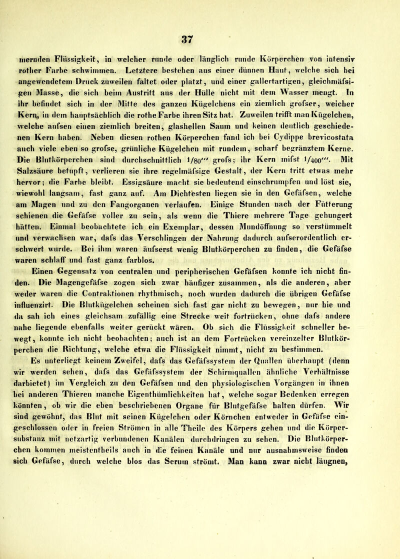 mernden Flüssigkeit, in welcher runde oder länglich runde Körperchen von intensiv rother Farbe schwimmen. Letztere bestehen aus einer dünnen Haut, welche sich bei angewendetem Druckzuweilen faltet oder platzt, und einer gallertartigen, gleichmäfsi- gen Masse, die sich beim Austritt aus der Hülle nicht mit dem Wasser mengt. In ihr befindet sich in der Mitte des ganzen Kügelchens ein ziemlich grofser, weicher Kern, in dem hauptsächlich die rothe Farbe ihren Sitz hat. Zuweilen trifft man Kügelchen, welche aufsen einen ziemlich breiten, glashellen Saum und keinen deutlich geschiede- nen Kern haben. Neben diesen rothen Körperchen fand ich bei Cydippe brevicostata auch viele eben so grofse, grünliche Kügelchen mit rundem, scharf begränztem Kerne. Die Blutkörperchen sind durchschnittlich 1/80' grofs; ihr Kern mifst 1/400'- Mit Salzsäure betupft, verlieren sie ihre regelmäfsige Gestalt, der Kern tritt etwas mehr hervor; die Farbe bleibt. Essigsäure macht sie bedeutend einschrumpfen und löst sie, wiewohl langsam, fast ganz auf. Am Dichtesten liegen sie in den Gcfäfsen, welche am Magen und zu den Fangorganen verlaufen. Einige Stunden nach der Fütterung schienen die Gefäfse voller zu sein, als wenn die Thiere mehrere Tage gehungert hätten. Einmal beobachtete ich ein Exemplar, dessen Mundöffnung so verstümmelt und verwachsen war, dafs das Verschfingen der Nahrung dadurch aufserordentlich er- schwert wurde. Bei ihm waren äufserst wenig Blutkörperchen zu finden, die Gefäfse waren schlaff und fast ganz farblos. Einen Gegensatz von centralen und peripherischen Gefäfsen konnte ich nicht fin- den. Die Magengefäfse zogen sich zwar häufiger zusammen, als die anderen, aber weder waren die Contraktionen rhythmisch, noch wurden dadurch die übrigen Gefäfse influenzirt. Die Blutkügelchen scheinen sich fast gar nicht zu bewegen, nur hie und da sah ich eines gleichsam zufällig eine Strecke weit fortrücken, ohne dafs andere nahe liegende ebenfalls weiter gerückt wären. Ob sich die Flüssigkeit schneller be- wegt, konnte ich nicht beobachten; auch ist an dem Fortrücken vereinzelter Blutkör- perchen die Richtung, welche etwa die Flüssigkeit nimmt, nicht zu bestimmen. Es unterliegt keinem Zweifel, dafs das Gefäfssystem der Quallen überhaupt (denn wrir werden sehen, dafs das Gefäfssystem der Schirmquallen ähnliche Verhältnisse darbictet) im Vergleich zu den Gefäfsen und den physiologischen Vorgängen in ihnen hei anderen Thieren manche Eigentümlichkeiten hat, welche sogar Bedenken erregen könnten, ob wir die eben beschriebenen Organe für Blutgefäfse halten dürfen. Wir sind gewöhnt, das Blut mit seinen Kügelchen oder Körnchen entweder in Gefäfse ein- geschlosscn oder in freien Strömen in alle Theilc des Körpers gehen und die Körper- substanz mit netzarfig verbundenen Kanälen durchdringen zu sehen. Die Blutkörper- chen kommen meistenteils auch in die feinen Kanäle und nur ausnahmsweise finden sich Gefäfse, durch welche blos das Serum strömt. Man kann zwar nicht läugnen,