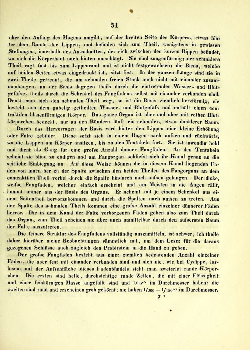 * eher den Anfang des Magens umgibt, auf der breiten Seite des Körpers, etwas hin- ter dem Kunde der Lippen, und befinden sich zum Theil, wenigstens in gewissen Stellungen, innerhalb des Ausschnittes, der sich zwischen den kurzen Rippen befindet, wo sich die Körperhaut nach hinten umschlägt. Sie sind zungenförmig; der schmälere Theil ragt fast bis zum Lippenrand und ist nicht festgewachsen; die Basis, welche auf beiden Seiten etwas eingedrückt ist, sitzt fest. In der ganzen Länge sind sie in zwei Theilc getrennt, die am schmalen freien Stück auch nicht mit einander Zusam- menhängen, an der Basis dagegen theils durch die eintretenden Wasser- und Blut- gefäfse, theils durch die Schenkel des Fangfadens selbst mit einander verbunden sind. Denkt man sich den schmalen Theil weg, so ist die Basis ziemlich herzförmig; sie besteht aus dem gabelig getheilten Wasser- und Blutgefäfs und enthält einen con- traktilen blasenförmigen Körper. Das ganze Organ ist über und über mit rothen Blut- körperchen bedeckt, nur an den Rändern läuft ein schmaler, etwas dunklerer Saum. — Durch das Hervorragen der Basis wird hinter den Lippen eine kleine Erhöhung oder Faite gebildet. Diese setzt sich in einem Bogen nach aufsen und rückwärts, wo die Lappen am Körper ansitzen, bis zu den Tentakeln fort. Sie ist inwendig hohl und dient als Gang für eine grofse Anzahl dünner Fangfäden. An den Tentakeln scheint sie blind zu endigen und am Fangorgan schliefst sich ihr Kanal genau an die seitliche Einbiegung an. Auf diese Weise können die in diesem Kanal liegenden Fä- den von' innen her zu der Spalte zwischen den beiden Theilen des Fangorgans an dem contraktilen Theil vorbei durch die Spalte hindurch nach aufsen gelangen. Der dicke, weifse Fangfaden, welcher einfach erscheint und am Meisten in die Augen fällt, kommt immer aus der Basis des Organs. Er scheint mit je einem Schenkel aus ei- nem Seitontheil bervorzukommen und durch die Spalten nach aufsen zu treten. Aus der Spalte des schmalen Theils kommen eine grofse Anzahl einzelner dünnerer Fäden hervor. Die in dem Kanal der Falte verborgenen Fäden gehen also zum Theil durch das Organ, zum Theil scheinen sie aber auch unmittelbar durch den äufsersten Saum der Falte auszufreten. Die feinere Struktur des Fangfadens vollständig auszumitteln, ist schwer; ich theile daher hierüber meine Beobachtungen sämmtlich mit, um dem Leser für die daraus gezogenen Schlüsse auch zugleich den Probirstein in die Hand zu geben. Der grofse Fangfaden besteht aus einer ziemlich bedeutenden Anzahl einzelner Fäden, die aber fest mit einander verbunden sind und sich nie, wie bei Cydippe, los- lösen; auf der Aufsenfläche dieses Fadenbündels sicht man zweierlei runde Körper- chen. Die ersten sind helle, durchsichtige runde Zellen, die mit einer Flüssigkeit und einer feinkörnigen Masse angefüllt sind und 1/90' im Durchmesser haben; die zweiten sind rund und erscheinen grob gekörnt; sie haben 1/200 — 1/150' im Durchmesser, 7 *