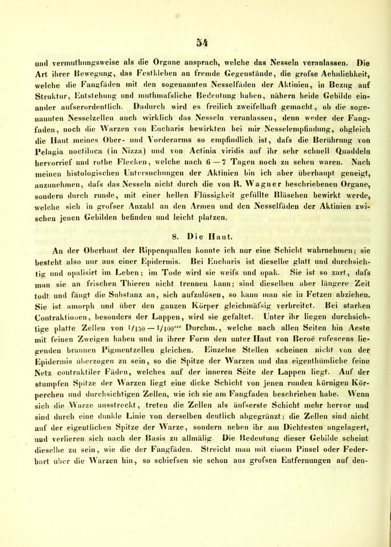 und vermuthungsweise als die Organe ansprach, welche das Nesseln veranlassen. Die Art ihrer Bewegung, das Festkiehen an fremde Gegenstände, die grofse Aehnlichkeit, welche die Fangfäden mit den sogenannten Nesselfäden der Aktinien, in Bezug auf Struktur, Entstehung und muthmafsliche Bedeutung haben, nähern beide Gebilde ein- ander aufserordentlich. Dadurch wird es freilich zweifelhaft gemacht, ob die soge- nannten Nesselzellen auch wirklich das Nesseln veranlassen, denn weder der Fang- faden, noch die Warzen von Eucharis bewirkten bei mir Nesselempfindung, obgleich die Haut meines Ober- und Vorderarms so empfindlich ist, dafs die Berührung von Pelagia noctilnca (in Nizza) und von Aclinia viridis auf ihr sehr schnell Quaddeln hervorrief und rothe Flecken, welche nach 6 — 7 Tagen noch zu sehen waren. Nach meinen histologischen Untersuchungen der Aktinien bin ich aber überhaupt geneigt, anzunehmen, dafs das Nesseln nicht durch die von R. Wagner beschriebenen Organe, sondern durch runde, mit einer hellen Flüssigkeit gefüllte Bläschen bewirkt werde, welche sich in grofser Anzahl an den Armen und den Nesselfäden der Aktinien zwi- schen jenen Gebilden befinden und leicht platzen. 8. Die Haut. An der Oberhaut der Rippenquallen konnte ich nur eine Schicht wahrnehmen; sie besteht also nur aus einer Epidermis. Bei Eucharis ist dieselbe glatt und durchsich- tig und opalisirt im Leben; im Tode wird sie weifs und opak. Sie ist so zart, dafs man sie an frischen Thieren nicht trennen kann; sind dieselben aber längere Zeit todt und fängt die Substanz an, sich aufzulösen, so kann man sic in Fetzen abziehen. Sie ist amorph und über den ganzen Körper gleichmäfsig verbreitet. Bei starken Contraktiouen, besonders der Lappen, wird sie gefaltet. Unter ihr liegen durchsich- tige platte Zellen von 1 /i50 — l/lOO' Durchm., welche nach allen Seiten hin Aeste mit feinen Zweigen haben und in ihrer Form den unter Haut von ßeroe rufescens lie- genden braunen Pigmentzellen gleichen. Einzelne Stellen scheinen nicht von der Epidermis überzogen zu sein, so die Spitze der Warzen und das eigenthümliche feine Netz contraktiler Fäden, welches auf der inneren Seite der Lappen liegt. Auf der stumpfen Spitze der Warzen liegt eine dicke Schicht von jenen runden körnigen Kör- perchen und durchsichtigen Zellen, wie ich sie am Fangfaden beschrieben habe. Wenn sich die Warze ausstreckt, treten die Zellen als äufserste Schicht mehr hervor und sind durch eine dunkle Linie von derselben deutlich abgegränzt; die Zellen sind nicht auf der eigentlichen Spitze der Warze, sondern neben ihr am Dichtesten angelagert, und verlieren sich nach der Basis zu allmälig. Die Bedeutung dieser Gebilde scheint dieselbe zu sein, wie die der Fangfäden. Streicht man mit einem Pinsel oder Feder- bart über die Warzen hin, so schicfsen sie schon aus grofsen Entfernungen auf den-