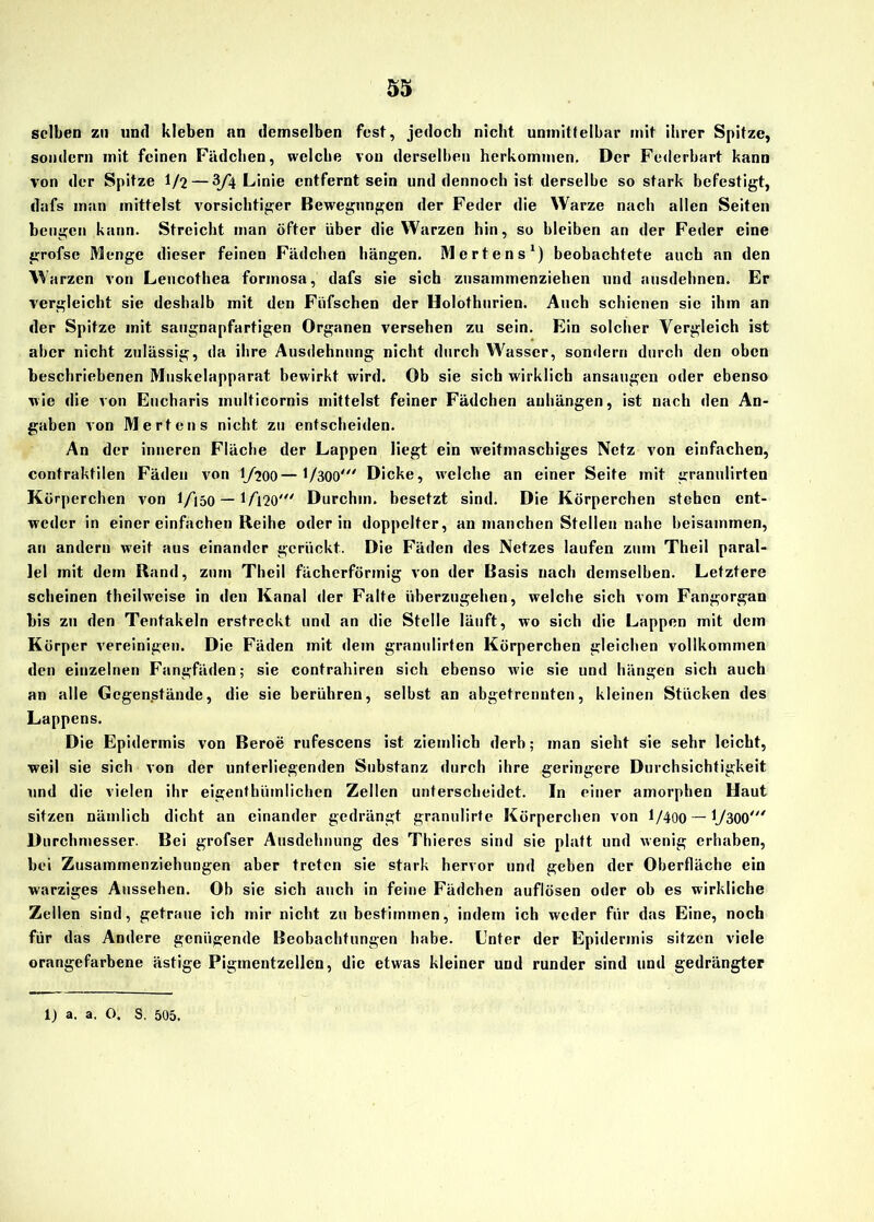 selben zu und kleben an demselben fest, jedoch nicht unmittelbar mit ihrer Spitze, sondern mit feinen Fädchen, welche von derselben herkommen. Der Federbart kann von der Spitze 1/2 — 3y*4 Linie entfernt sein und dennoch ist derselbe so stark befestigt, dafs man mittelst vorsichtiger Bewegungen der Feder die Warze nach allen Seiten beugen kann. Streicht man öfter über die Warzen hin, so bleiben an der Feder eine grofse Menge dieser feinen Fädchen hängen. Mertens1) beobachtete auch an den Warzen von Leucothea formosa, dafs sie sich znsaminenziehen und ausdehnen. Er vergleicht sie deshalb mit den Füfschen der Holothurien. Auch schienen sie ihm an der Spitze mit saugnapfartigen Organen versehen zu sein. Ein solcher Vergleich ist aber nicht zulässig, da ihre Ausdehnung nicht durch W'asser, sondern durch den oben beschriebenen Muskelapparat bewirkt wird. Ob sie sich wirklich ansaugen oder ebenso wie die von Eucharis multicornis mittelst feiner Fädchen anhängen, ist nach den An- gaben von Mertens nicht zu entscheiden. An der inneren Fläche der Lappen liegt ein weitmaschiges Netz von einfachen, contraktilen Fäden von 1/200—I/300' Dicke, welche an einer Seite mit granulirten Körperchen von 1 /150 — 1A20' Durchm. besetzt sind. Die Körperchen stehen ent- weder in einer einfachen Reihe oder in doppelter, an manchen Stellen nahe beisammen, an andern weit aus einander gerückt. Die Fäden des Netzes laufen zum Theil paral- lel mit dem Rand, zum Theil fächerförmig von der Basis nach demselben. Letztere scheinen theilweise in den Kanal der Falte überzugehen, welche sich vom Fangorgan bis zu den Tentakeln erstreckt und an die Stelle läuft, wo sich die Lappen mit dem Körper vereinigen. Die Fäden mit dein granulirten Körperchen gleichen vollkommen den einzelnen Fangfäden; sie contrahiren sich ebenso wie sie und hängen sich auch an alle Gegenstände, die sie berühren, seihst an abgetrenuten, kleinen Stücken des Lappens. Die Epidermis von Beroe rufescens ist ziemlich derb; man sieht sie sehr leicht, weil sie sich von der unterliegenden Substanz durch ihre geringere Durchsichtigkeit und die vielen ihr eigenthümlicbcn Zellen unterscheidet. In einer amorphen Haut sitzen nämlich dicht an einander gedrängt granulirte Körperchen von 1/400 — 17300' Durchmesser. Bei grofser Ausdehnung des Thieres sind sie platt und wenig erhaben, hei Zusammenziehungen aber treten sie stark hervor und geben der Oberfläche ein warziges Aussehen. Oh sie sich auch in feine Fädchen auflösen oder ob es wirkliche Zellen sind, getraue ich mir nicht zu bestimmen, indem ich weder für das Eine, noch für das Andere genügende Beobachtungen habe. Enter der Epidermis sitzen viele orangefarbene ästige Figmentzellen, die etwas kleiner und runder sind und gedrängter