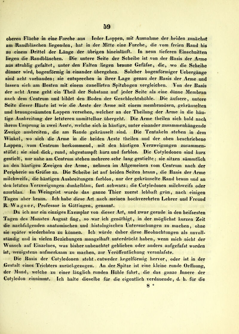 oberen Fläche in eine Furche aus Jeder Lappen, mit Ausnahme der beiden zunächst am Randbläschen liegenden, hat in der Mitte eine Furche, die vom freien Rand bis zu einem Drittel der Länge der übrigen hineinläuft. In neun tieferen Einschnitten liegen die Randbläschen. Die untere Seite der Scheibe ist von der Basis der Arme aus strablig gefaltet, unter den Falten liegen braune Gefäfse, die, wo die Scheibe dünner wird, bogenförmig in einander übergehen. Solcher bogenförmiger Uebergänge sind acht vorhanden; sie entsprechen in ihrer Lage genau der Basis der Arme und lassen sich am Besten mit einem canellirten Spitzbogen vergleichen. Yon der Basis der acht Arme geht ein Theil der Substanz auf jeder Seite als eine dünne Membran nach dem Centrum und bildet den Boden der Geschlechtshöhle. Die äufsere, untere Seite dieser Häute ist wie die Aeste der Arme mit einem membranösen, gekräuselten und braungesäumten Lappen versehen, welcher an der Theilung der Arme in die häu- tige Ausbreitung der letzteren unmittelbar übergeht. Die Arme theilen sich bald naefy ihrem Ursprung in zwei Aeste, welche sich in häutige, unter einander zusammenhängende Zweige ausbreiten, die am Rande gekräuselt sind. Die Tentakeln stehen in dem Winkel, wo sich die Arme in die beiden Aeste theilen und der oben beschriebene Lappen, vom Centrum herkommend, mit den häutigen Verzweigungen zusammen« stöfst; sie sind dick, rund, abgestumpft kurz und farblos. Die Cotyledonen sind kurz gestielt, nur nahe am Centrum stehen mehrere sehr lang gestielte; sie sitzen sämmtlich an den häutigen Zweigen der Arme, nehmen im Allgemeinen vom Centrum nach der Peripherie an Gröfse zu. Die Scheibe ist auf beiden Seiten braun, die Basis der Arme inilchweifs, die häutigen Ausbreitungen farblos, nur der gekräuselte Rand braun und an den letzten Verzweigungen dunkelblau, fast schwarz; die Cotyledonen inilchweifs oder azurblau. Im Weingeist wurde das ganze Thier zuerst lebhaft griin, nach einigen Tagen aber braun. Ich habe diese Art nach meinen hochverehrten Lehrer und Freund R. Wagner, Professor in Göttingen, genannt. Da ich nur ein einziges Exemplar von dieser Art, und zwar gerade in den heifsesten Tagen des Monates August fing, so war ich genöthigt, in der möglichst kurzen Zeit die nachfolgenden anatomischen und histologischen Untersuchungen zu machen, ohne sie später wiederholen zu können. Ich würde daher diese Beobachtungen als unvoll- ständig und in vielen Beziehungen mangelhaft unterdrückt haben, wenn mich nicht der Wunsch auf Einzelnes, was bisher unbeachtet geblieben oder anders aufgefafst worden ist, wenigstens aufmerksam zu machen, zur Veröffentlichung veranlafste. Die Basis der Cotyledonen steht. entweder kegelförmig hervor, oder ist in der Gestalt eines Trichters zurückgezogen. An der Spitze ist eine kleine runde OefFnung, der Mund, welche zu einer länglich runden Höhle führt, die das ganze Innere der Cotyledon einnimmt. Ich halte dieselbe für die eigentlich verdauende, d. h. für die 8 4