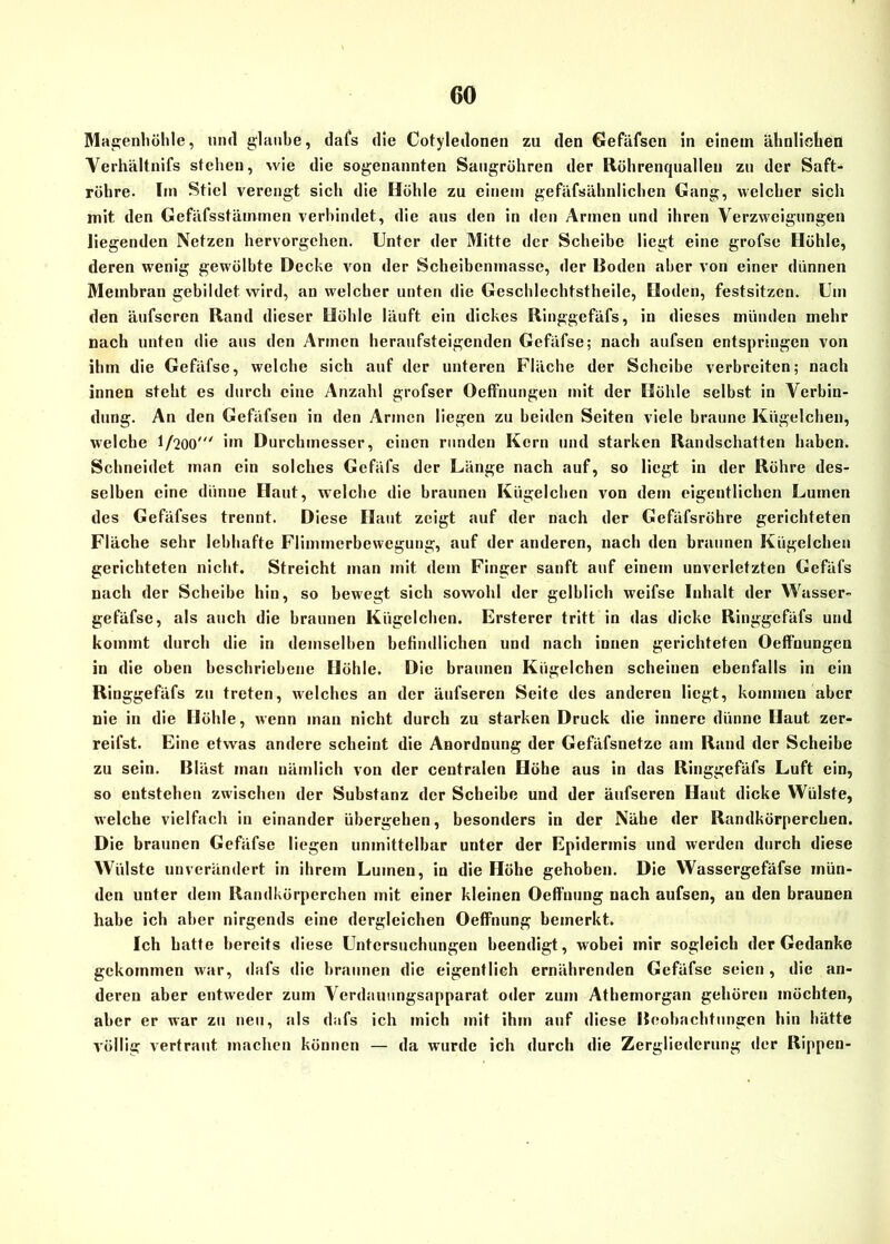Magenhöhle, und glaube, dafs die Cotyledonen zu den Gefäfsen in einem ähnlichen Yerhältnifs stehen, wie die sogenannten Saugröhren der Röhrenqualieu zu der Saft- röhre. Im Stiel verengt sich die Höhle zu einem gefäfsähnlichen Gang, welcher sich mit den Gefäfsstämmen verbindet, die aus den in den Armen und ihren Verzweigungen liegenden Netzen hervorgehen. Unter der Mitte der Scheibe liegt eine grofse Höhle, deren wenig gewölbte Decke von der Scheibenmasse, der Hoden aber von einer dünnen Membran gebildet wird, an welcher unten die Gescldechtstheile, Hoden, festsitzen. Um den äufscrcn Rand dieser Höhle läuft ein dickes Ringgefäfs, in dieses münden mehr nach unten die aus den Armen heraufsteigenden Gefäfse; nach aufsen entspringen von ihm die Gefäfse, welche sich auf der unteren Fläche der Scheibe verbreiten; nach innen steht es durch eine Anzahl grofser Oeffnungen mit der Höhle selbst in Verbin- dung. An den Gefäfsen in den Armen liegen zu beiden Seiten viele braune Kügelchen, welche 1/200' im Durchmesser, einen runden Kern und starken Randschatten haben. Schneidet man ein solches Gcfäfs der Länge nach auf, so liegt in der Röhre des- selben eine dünne Haut, welche die braunen Kügelchen von dem eigentlichen Lumen des Gefäfses trennt. Diese Haut zeigt auf der nach der Gefäfsröhre gerichteten Fläche sehr lebhafte Flimmerbewegung, auf der anderen, nach den braunen Kügelchen gerichteten nicht. Streicht man mit dem Finger sanft auf einem unverletzten Gefäfs nach der Scheibe hin, so bewegt sich sowohl der gelblich weifse Inhalt der Wasser- gefäfse, als auch die braunen Kügelchen. Ersterer tritt in das dicke Ringgefäfs und kommt durch die in demselben befindlichen und nach innen gerichteten Oeffnungen in die oben beschriebene Höhle. Die braunen Kügelchen scheinen ebenfalls in ein Ring gefäfs zu treten, welches an der äufseren Seite des anderen liegt, kommen aber nie in die Höhle, wenn man nicht durch zu starken Druck die innere dünne Haut zer- reifst. Eine etwas andere scheint die Anordnung der Gefäfsnetzc am Rand der Scheibe zu sein. Bläst man nämlich von der centralen Höbe aus in das Ringgefäfs Luft ein, so entstehen zwischen der Substanz der Scheibe und der äufseren Haut dicke Wülste, welche vielfach in einander übergehen, besonders in der Nähe der Randkörperchen. Die braunen Gefäfse liegen unmittelbar unter der Epidermis und werden durch diese Wülste unverändert in ihrem Lumen, in die Höhe gehoben. Die Wassergefäfse mün- den unter dem Randkörperchen mit einer kleinen Oeffnung nach aufsen, an den braunen habe ich aber nirgends eine dergleichen Oeffnung bemerkt. Ich hatte bereits diese Untersuchungen beendigt, wobei mir sogleich der Gedanke gekommen war, dafs die braunen die eigentlich ernährenden Gefäfse seien, die an- deren aber entweder zum Verdaunngsapparat oder zum Athemorgan gehören möchten, aber er war zu neu, als dafs ich mich mit ihm auf diese Beobachtungen hin hätte völlig vertrant machen können — da wurde ich durch die Zergliederung «1er Rippen-
